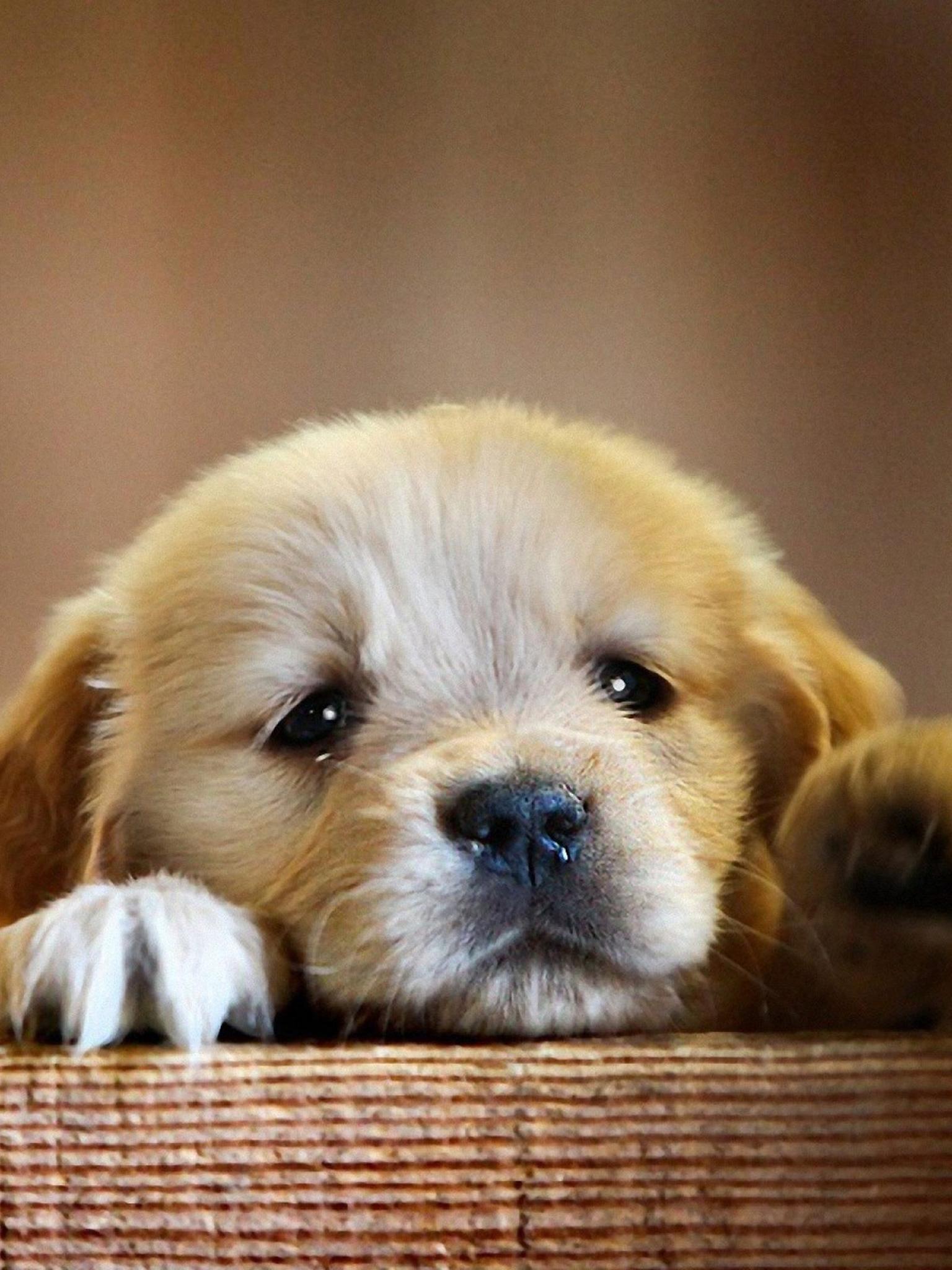 1536x2048 Golden Retriever (Puppy, Cute, Paws) HD Dog Wallpaper
