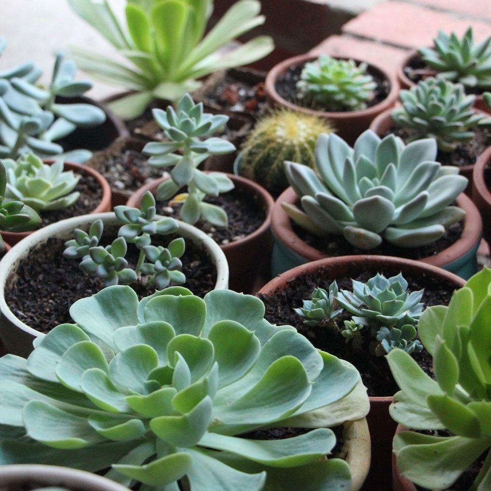 1000x1000 Plants to Spruce up Offices with Artificial Lighting