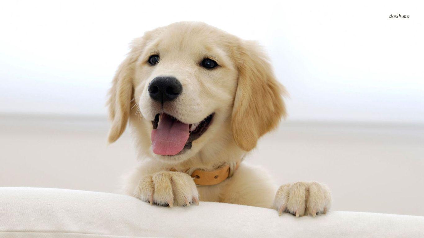 1366x768 Adorable Golden Retriever wallpaperx768