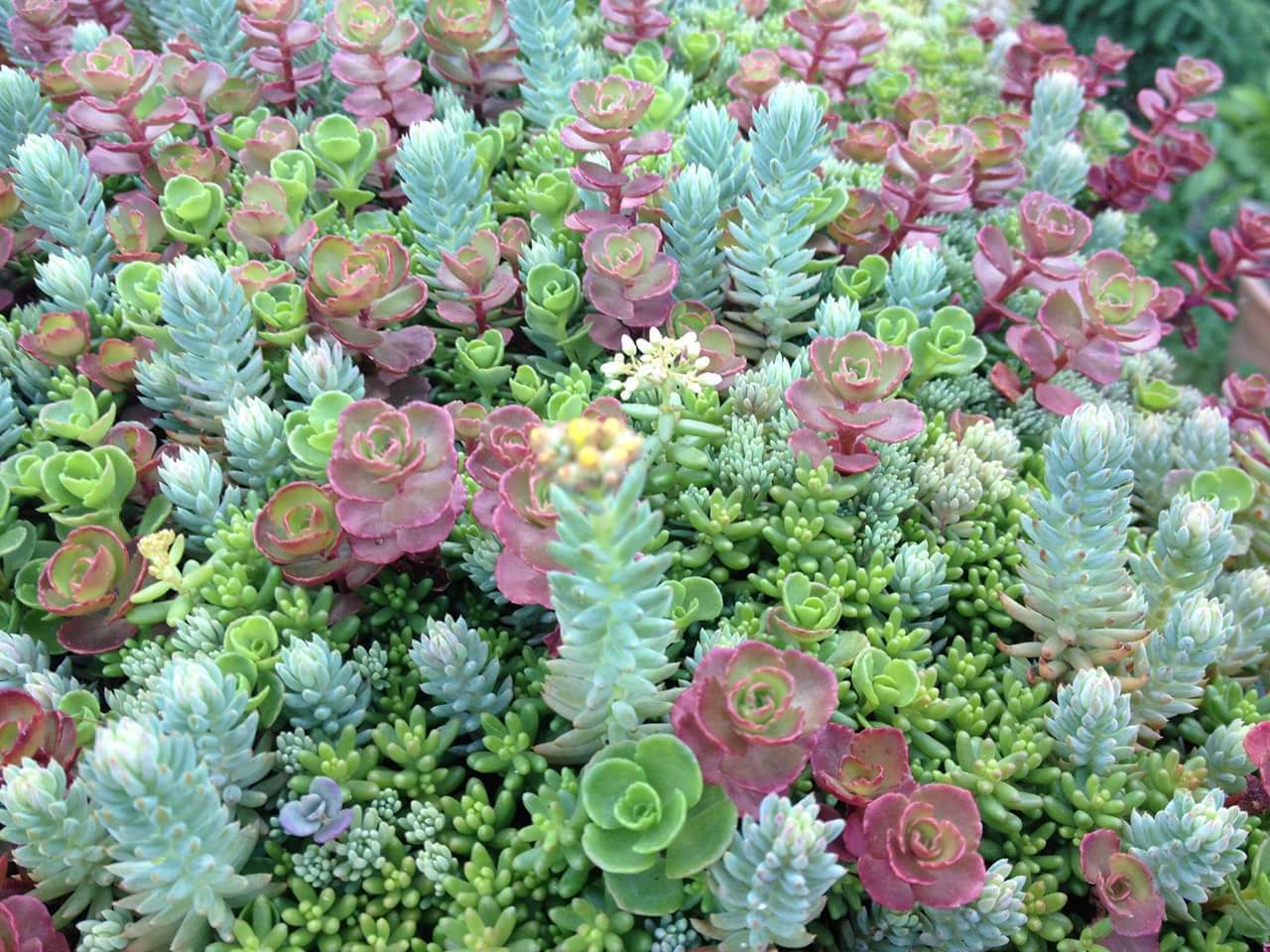  Aesthetic  Succulents  Wallpapers Top Free Aesthetic  