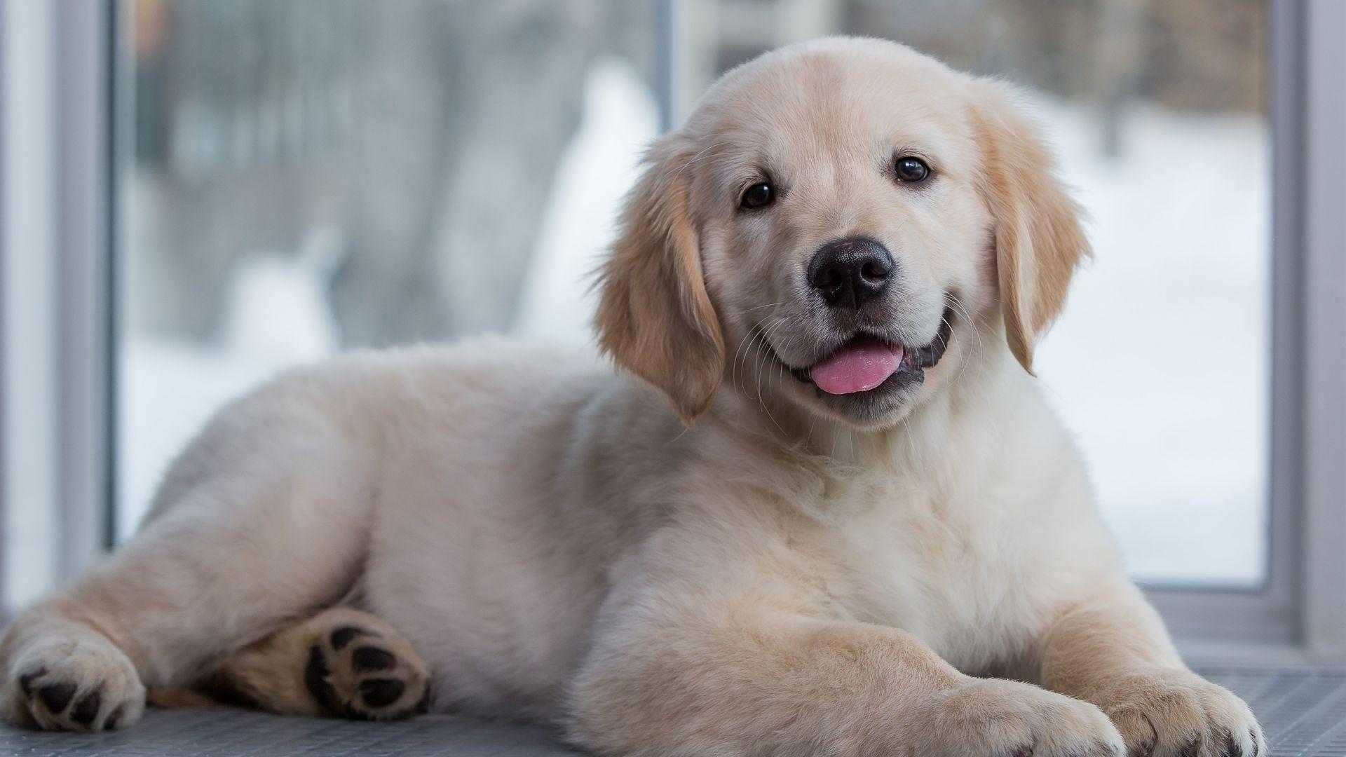 1920x1080 Desktop Wallpaper Golden Retriever Puppy, Cute Dog, Animal, Sitting, HD Image, Picture, Background, Tedf32