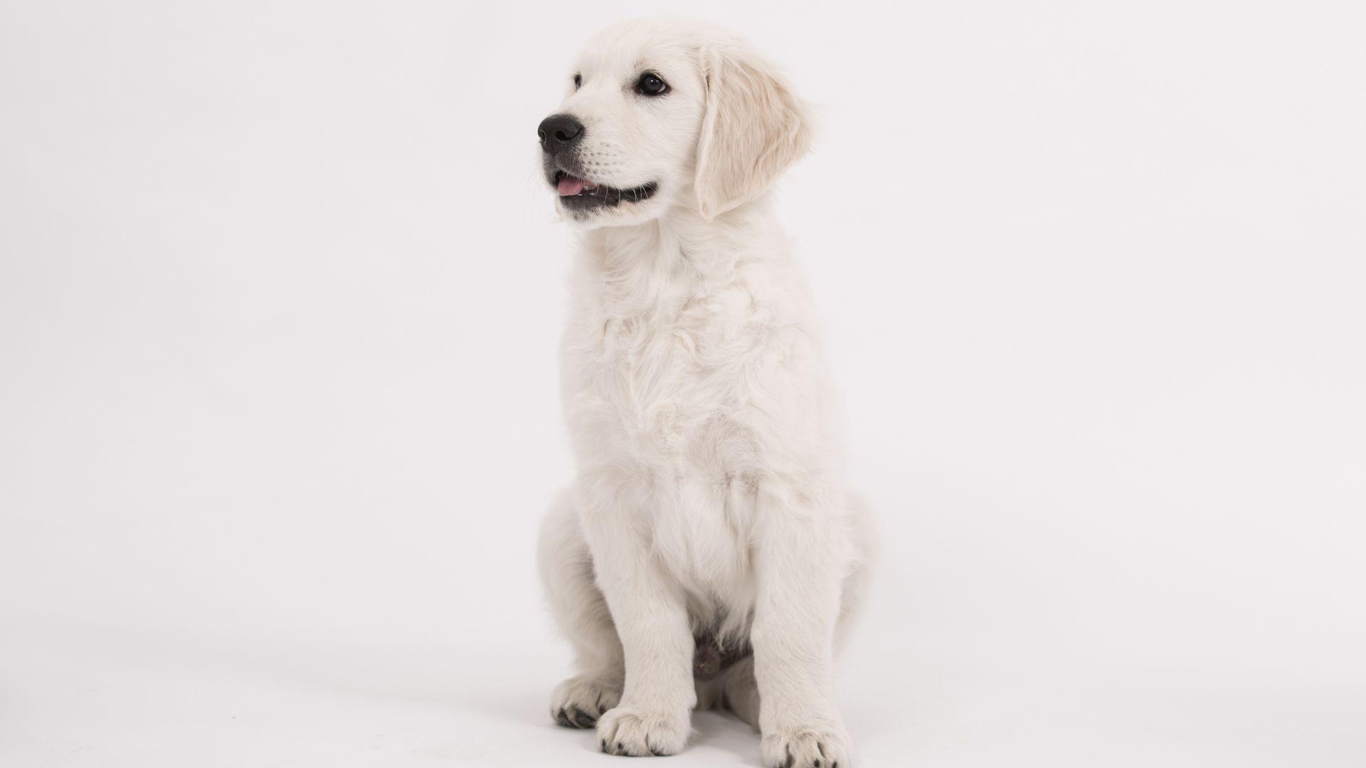 1920x1080 Puppy, cute, dog, golden retriever wallpaper, HD image, picture, background, d54a43