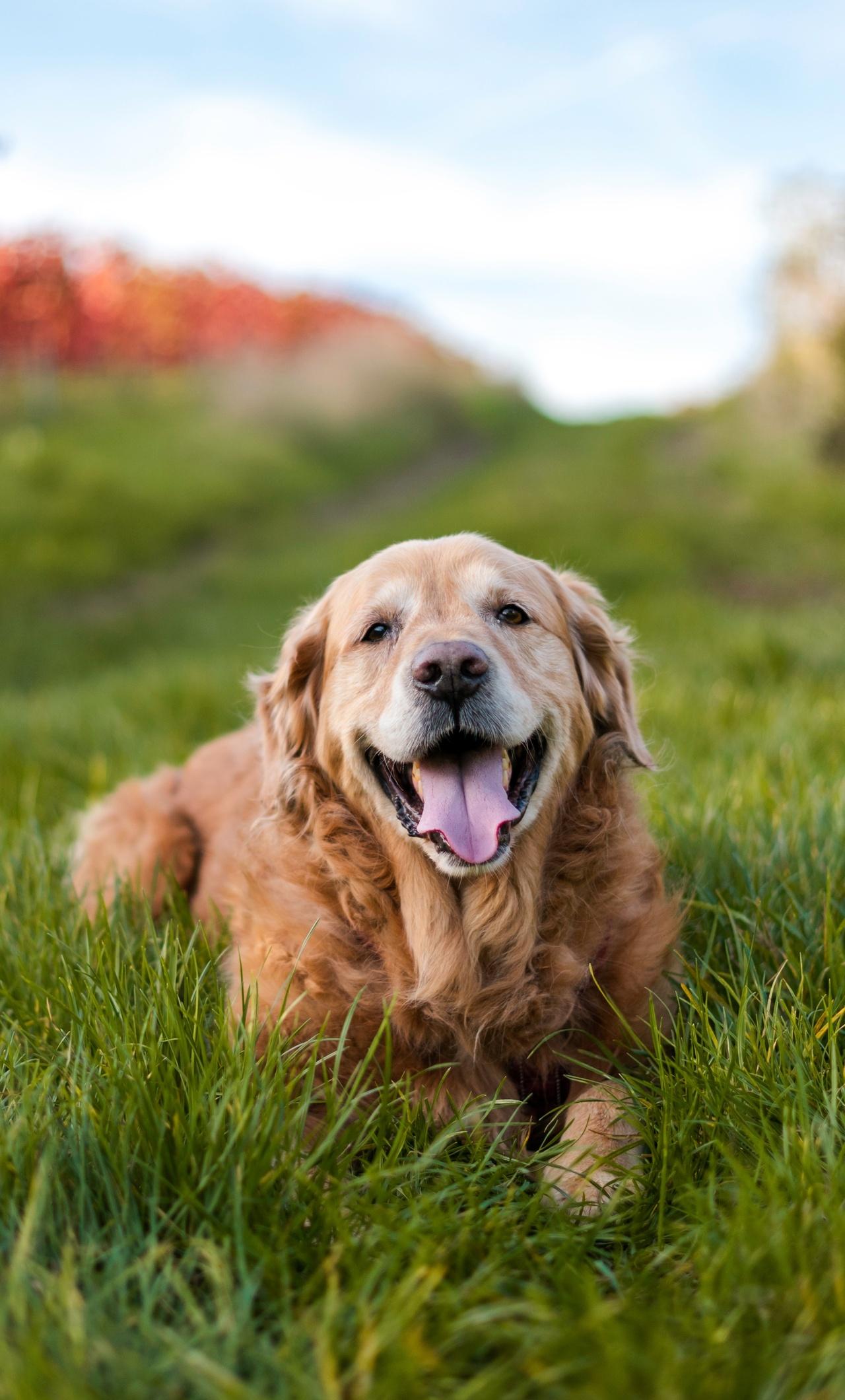 1280x2120 Golden Retriever 5k iPhone HD 4k Wallpaper, Image, Background, Photo and Picture