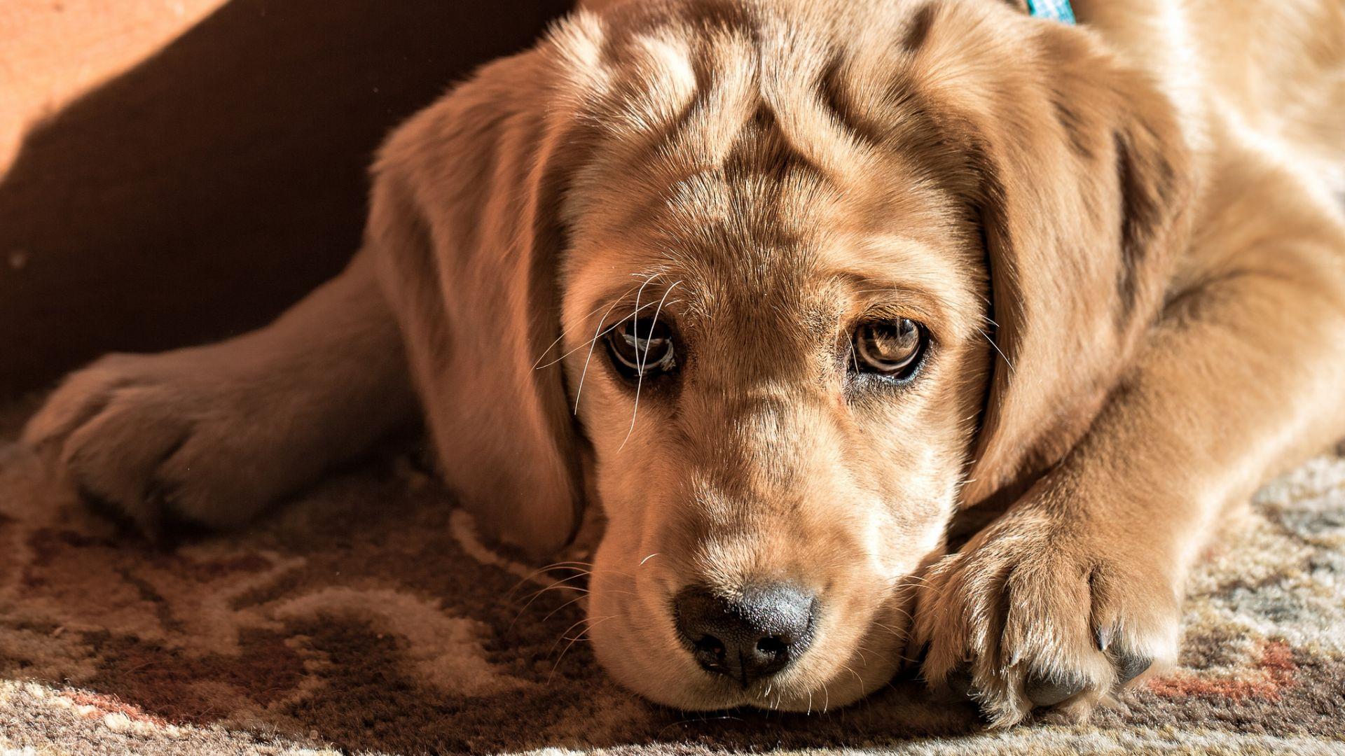 1920x1080 Desktop Wallpaper Golden Retriever Dog Puppy, HD Image, Picture, Background, Tdmvh1