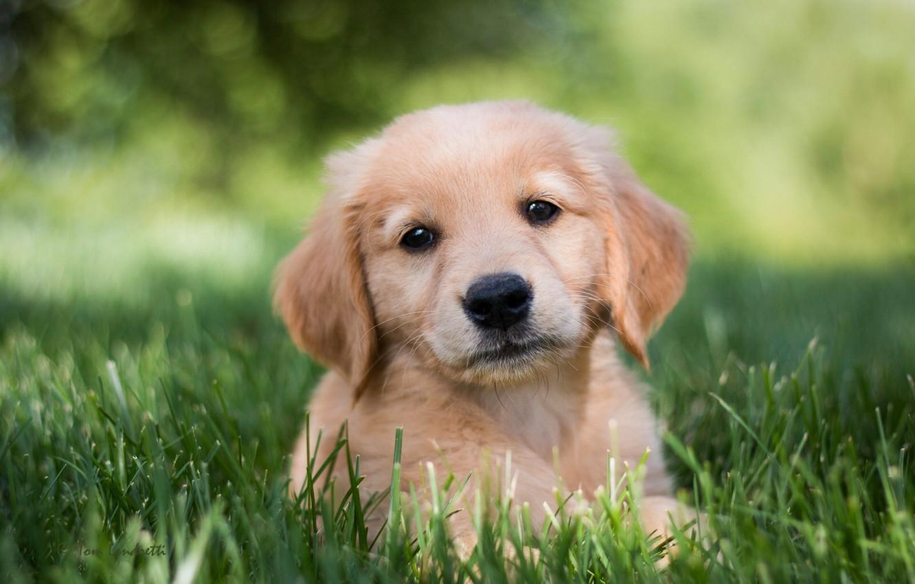 1332x850 Wallpaper grass, look, dog, puppy, Golden Retriever, Golden Retriever image for desktop, section собаки