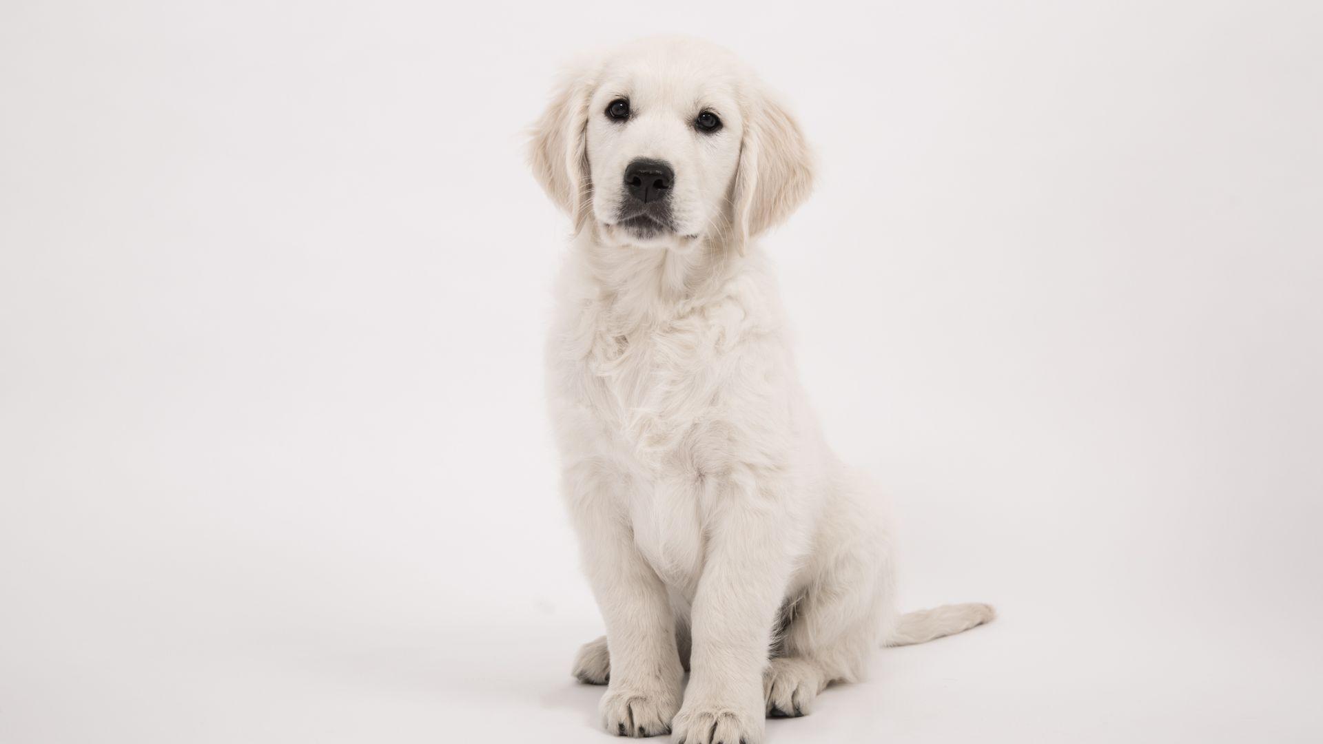 1920x1080 Staring, cute animal, dog, golden retriever wallpaper, HD image, picture, background, 0e389e