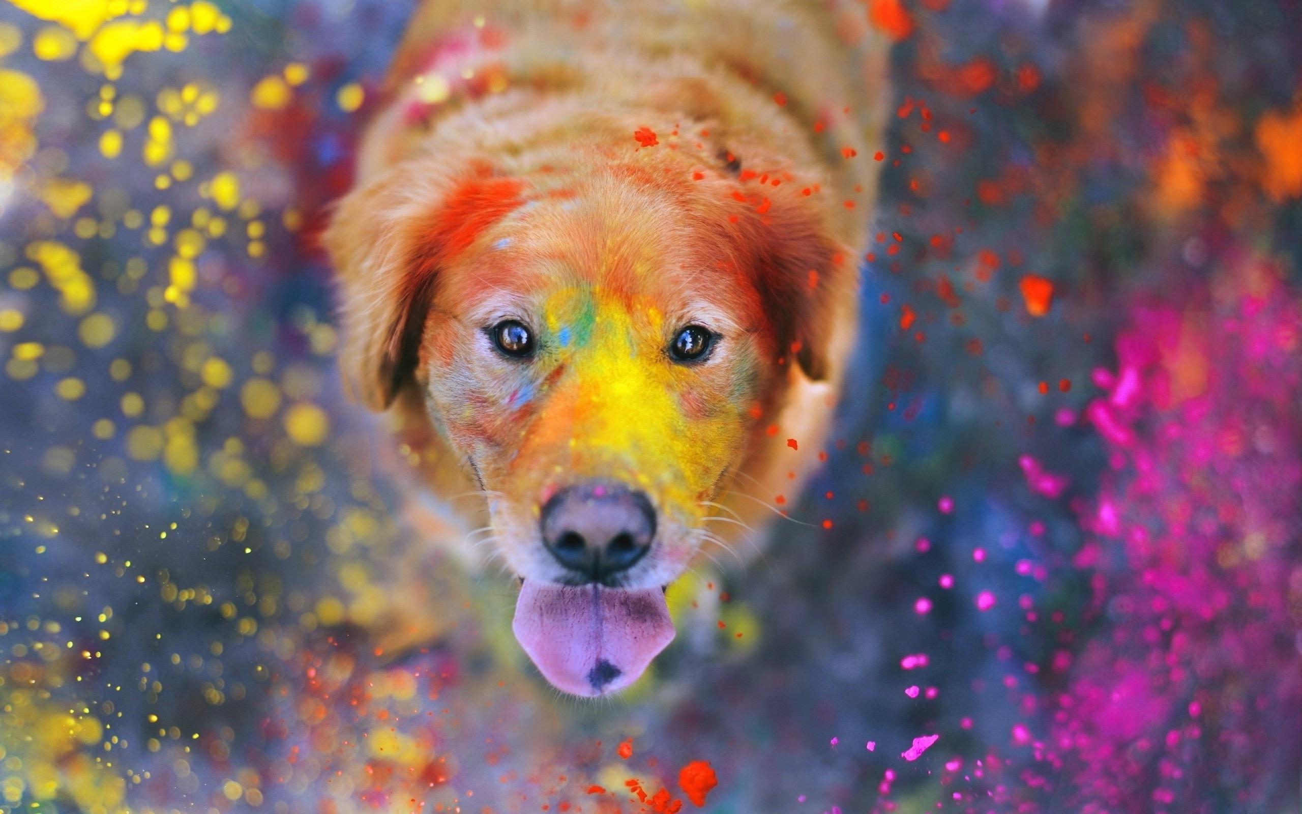 2560x1600 Wallpaper Colorful, Cute, Golden Retriever, Playful:2560x1600