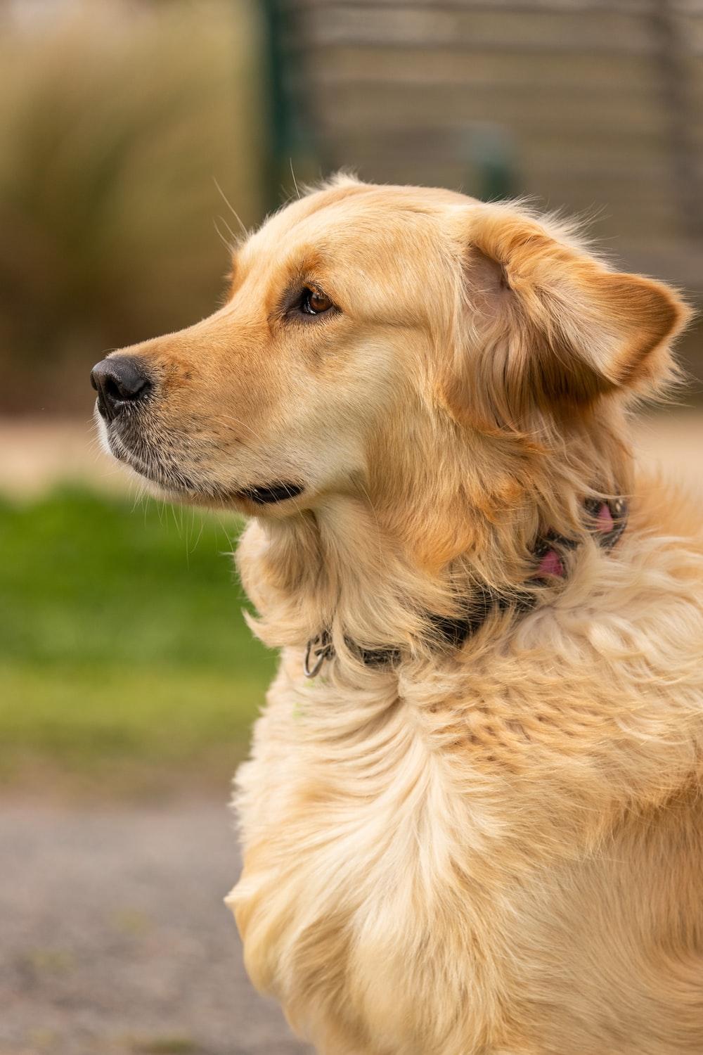1000x1500 Golden Retriever Picture [HD]. Download Free Image