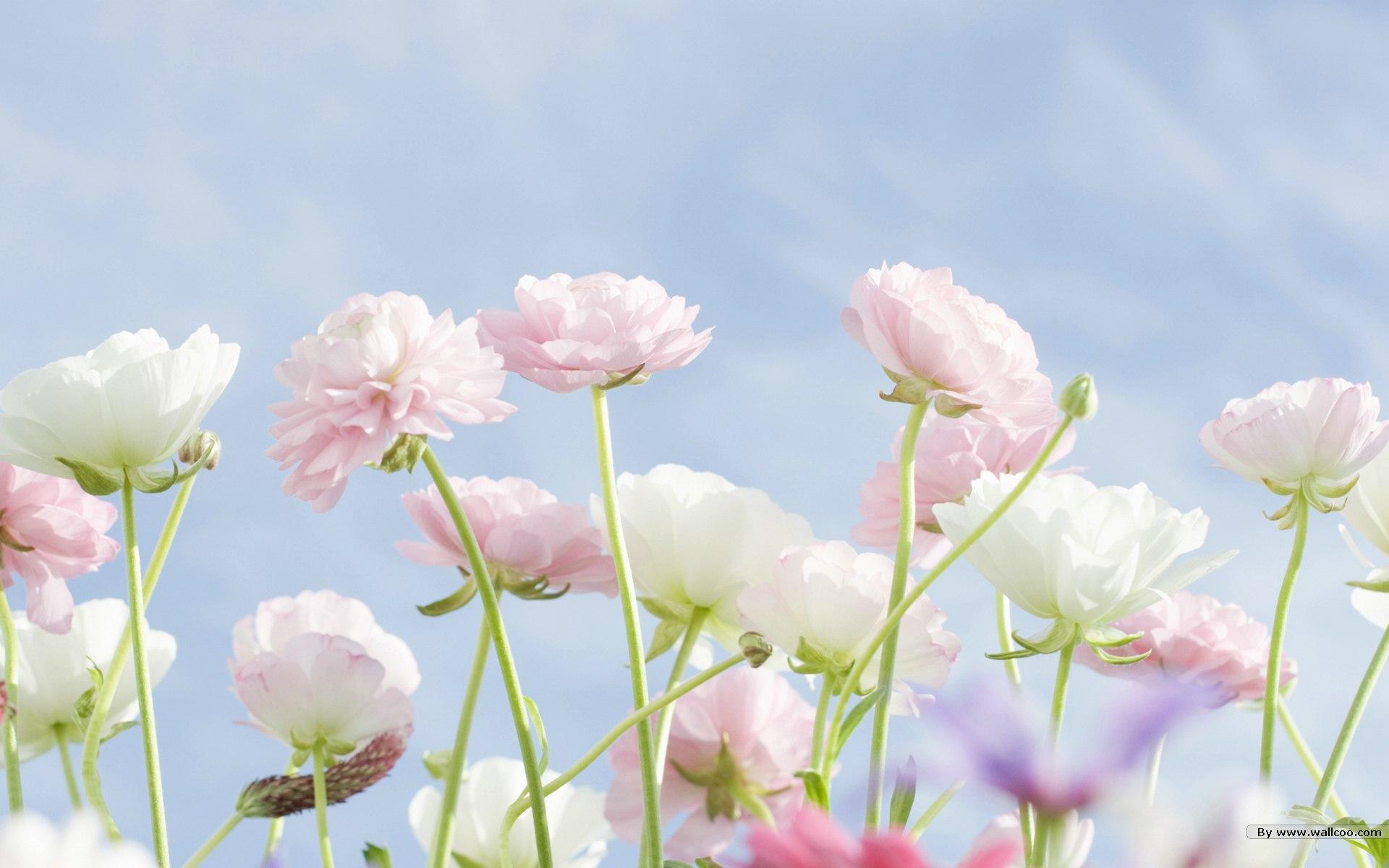 1920x1200 Sweet Wallpaper, HD Quality Sweet Image, Sweet Flower Wallpaper HD