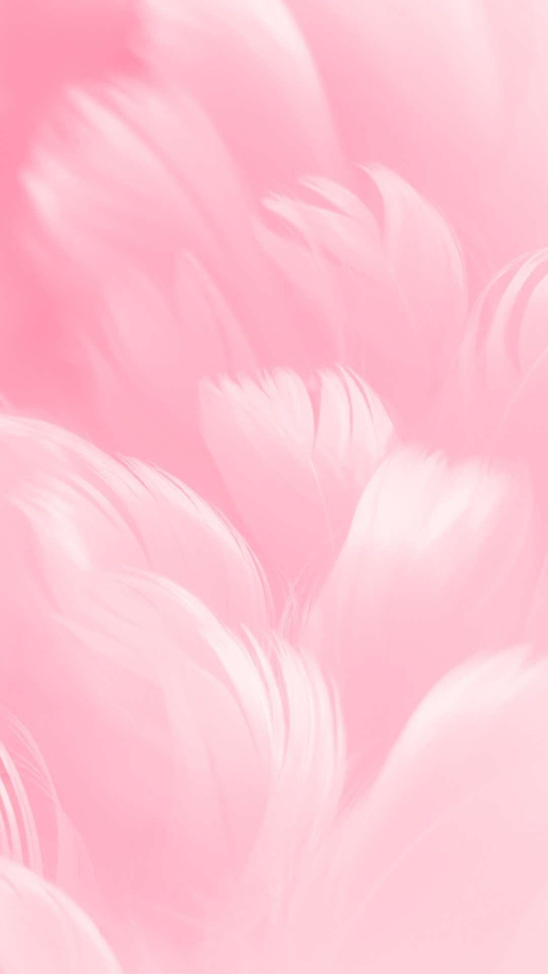 Pink Feather Wallpapers - Top Free Pink Feather Backgrounds