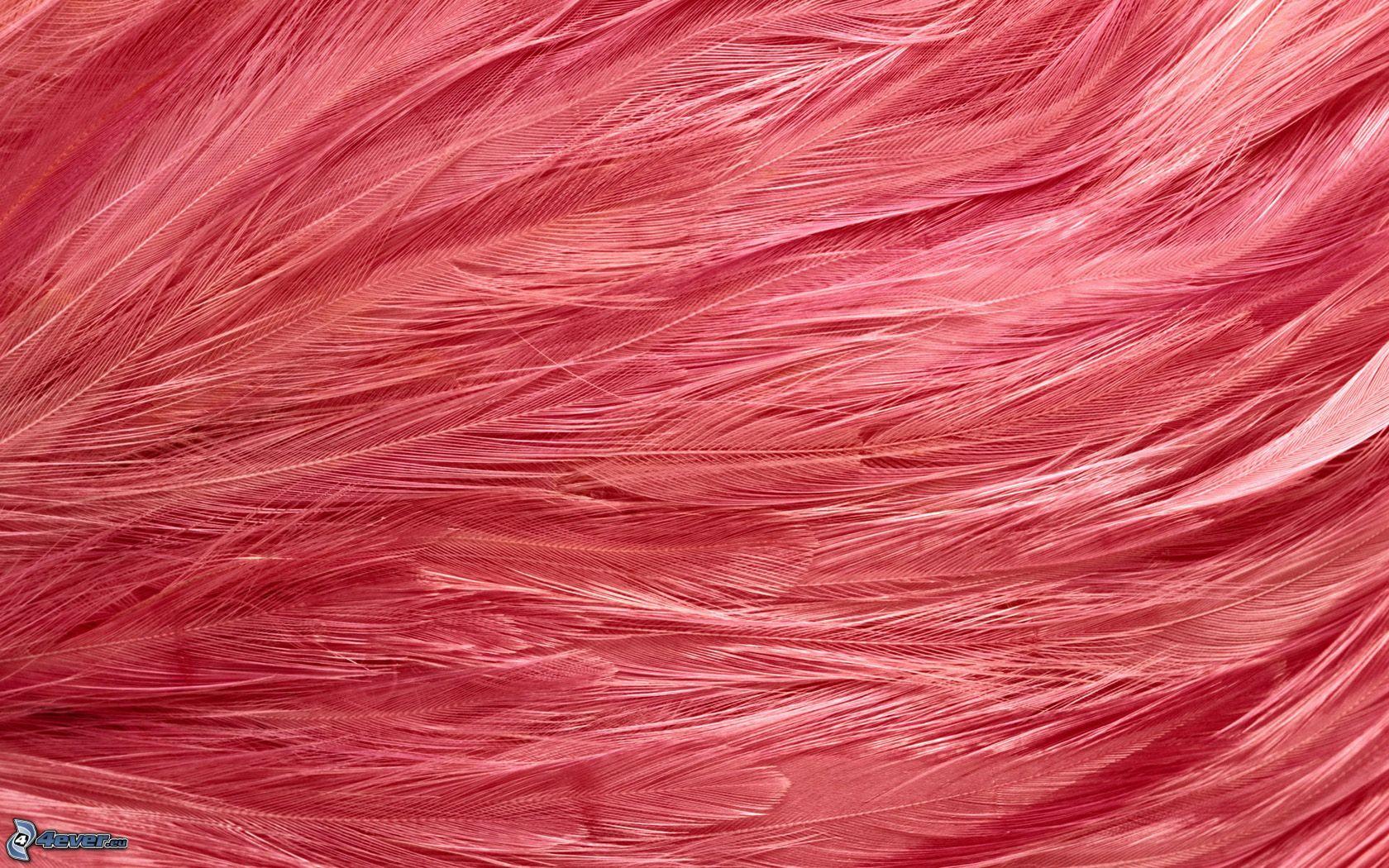 Pink Feather Wallpapers - Top Free Pink Feather Backgrounds