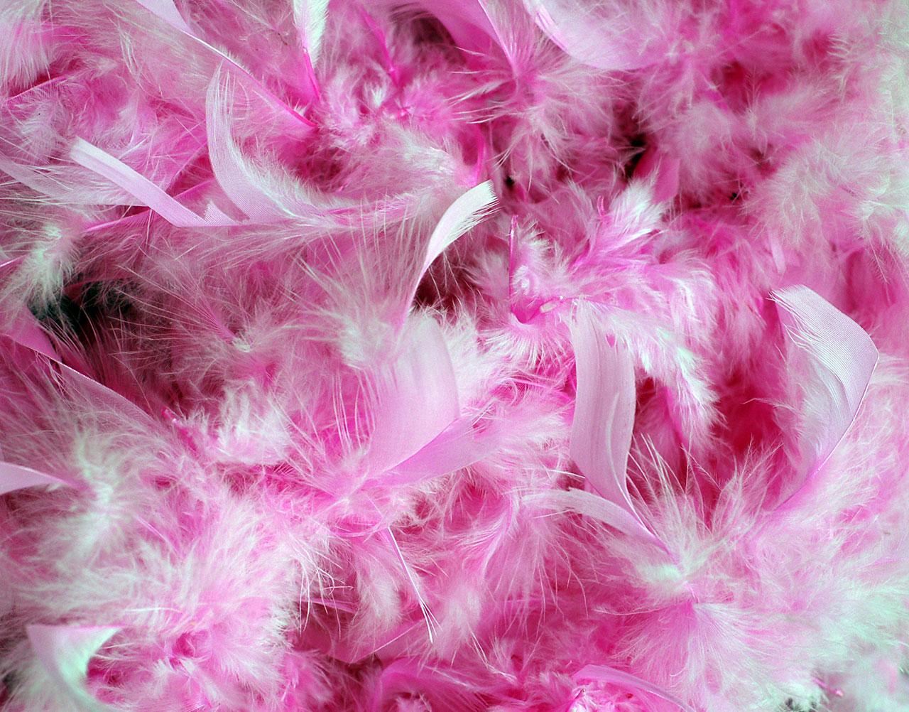 1280x1002 Download free photo of Background, pink, feathers, girly, fluffy