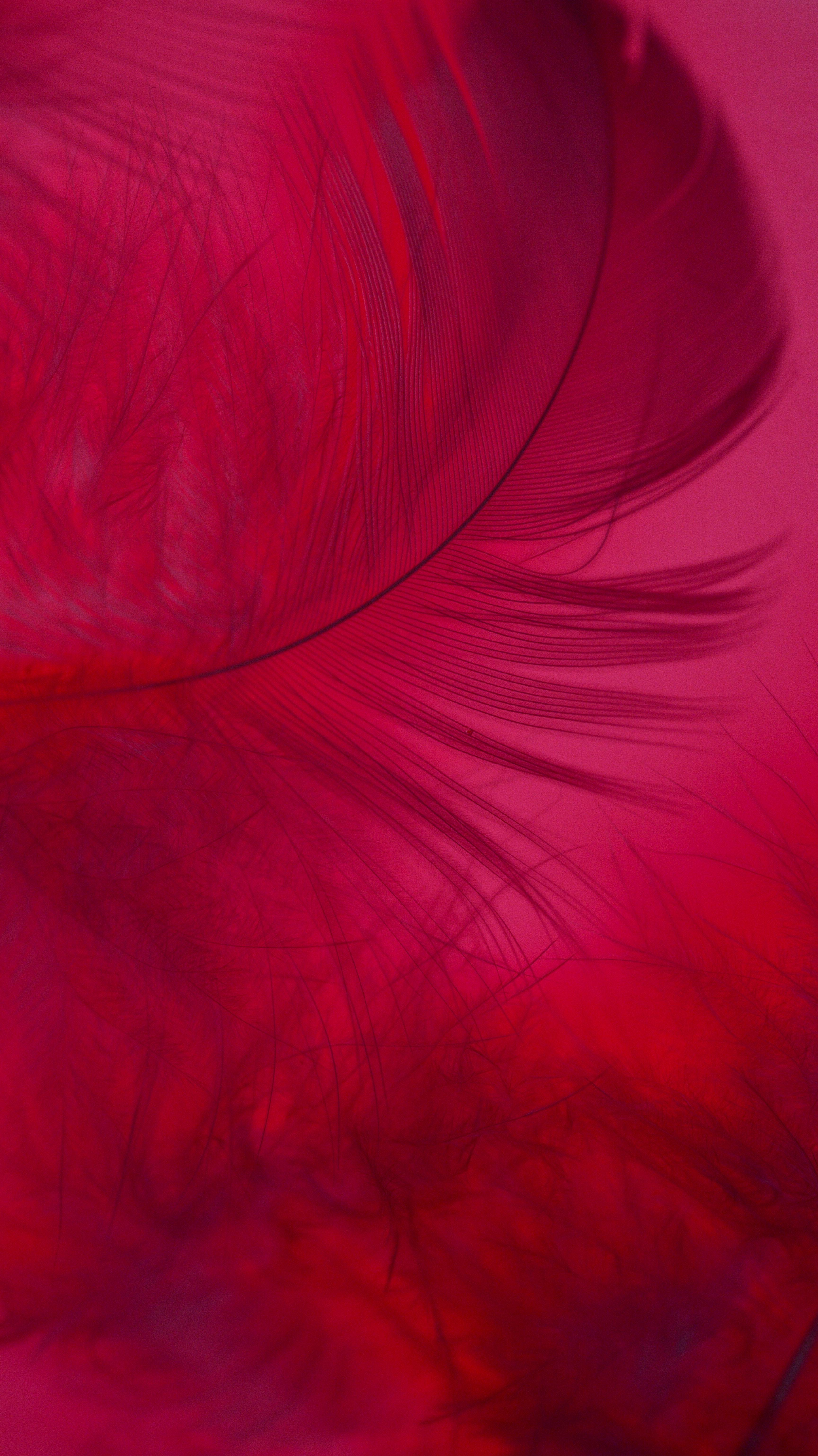 Pink Feather Wallpapers - Top Free Pink Feather Backgrounds