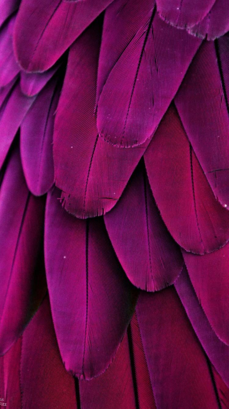 750x1334 Free download hot pink bird feathers iPhone wallpaper background iphone [1280x1591] for your Desktop, Mobile & Tablet. Explore Feather Pink Wallpaper. Feather Pink Wallpaper, Rainbow Feather Wallpaper, Feather Flower Wallpaper