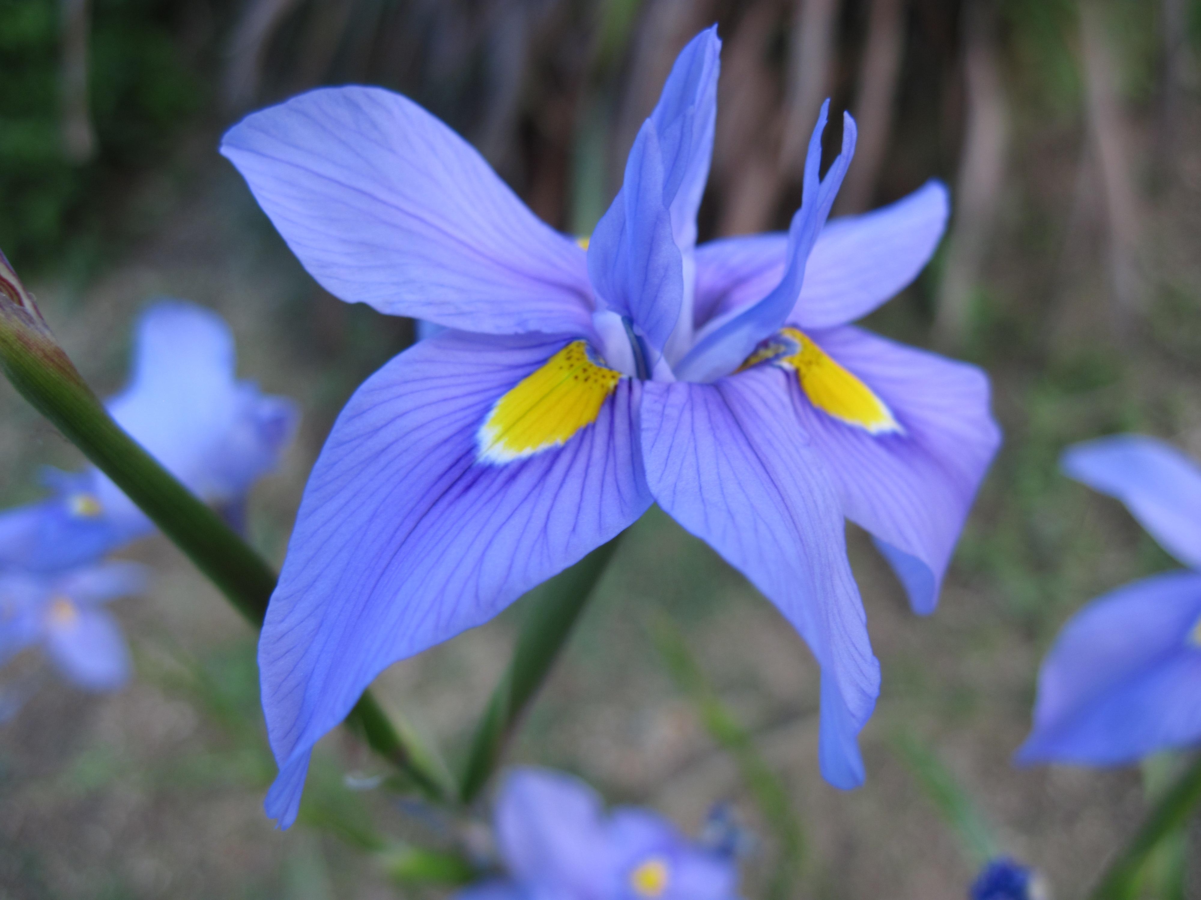 Blue Iris Wallpapers - Top Free Blue Iris Backgrounds - WallpaperAccess