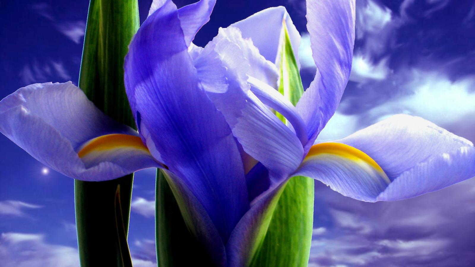 Blue Iris Wallpapers Top Free Blue Iris Backgrounds Wallpaperaccess 1715