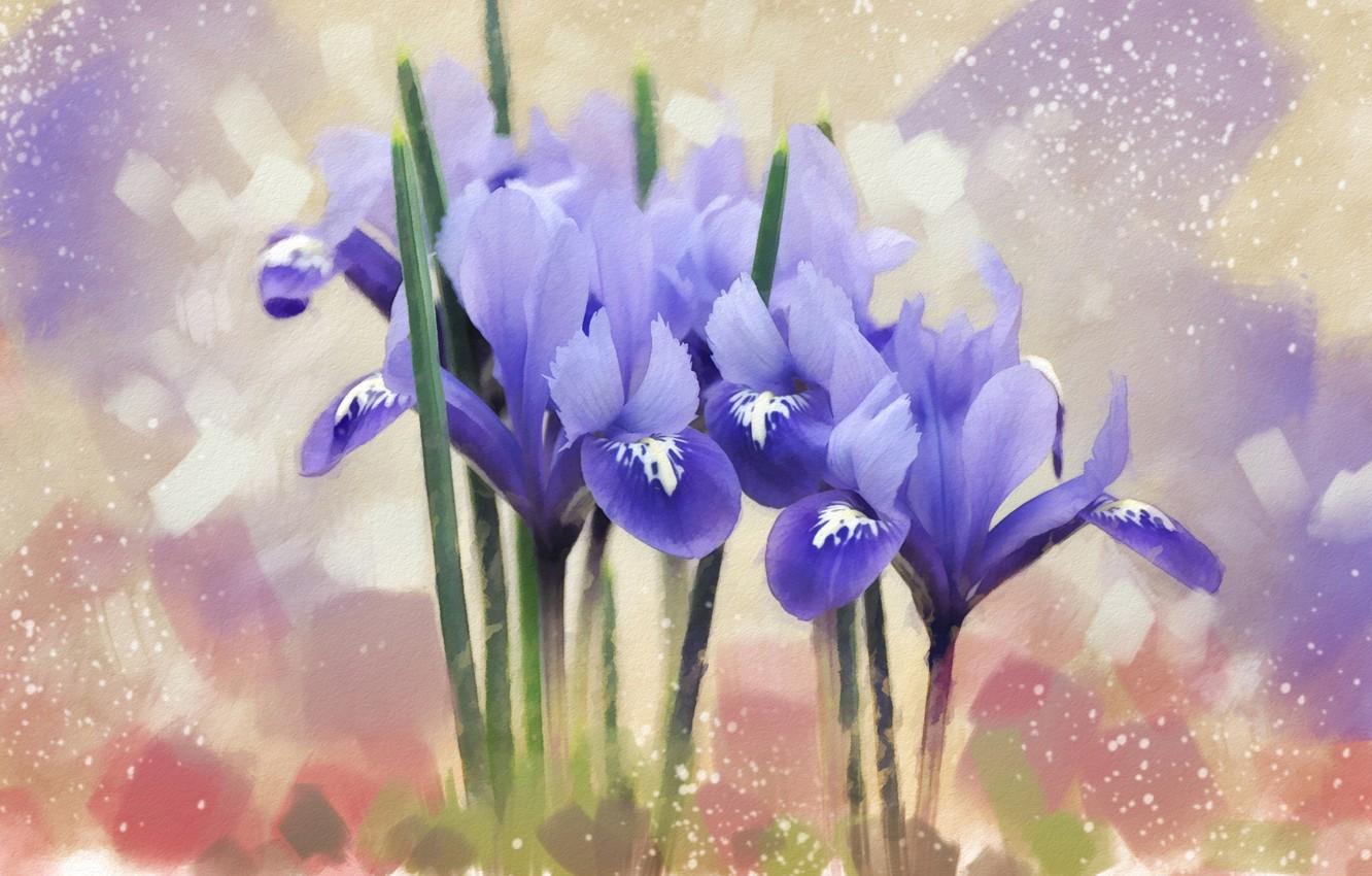 Blue Iris Wallpapers - Top Free Blue Iris Backgrounds - WallpaperAccess