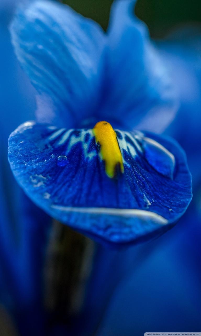 768x1280 Blue Iris Flower Macro Ultra HD Desktop Background Wallpaper for 4K UHD TV : Widescreen & UltraWide Desktop & Laptop : Tablet