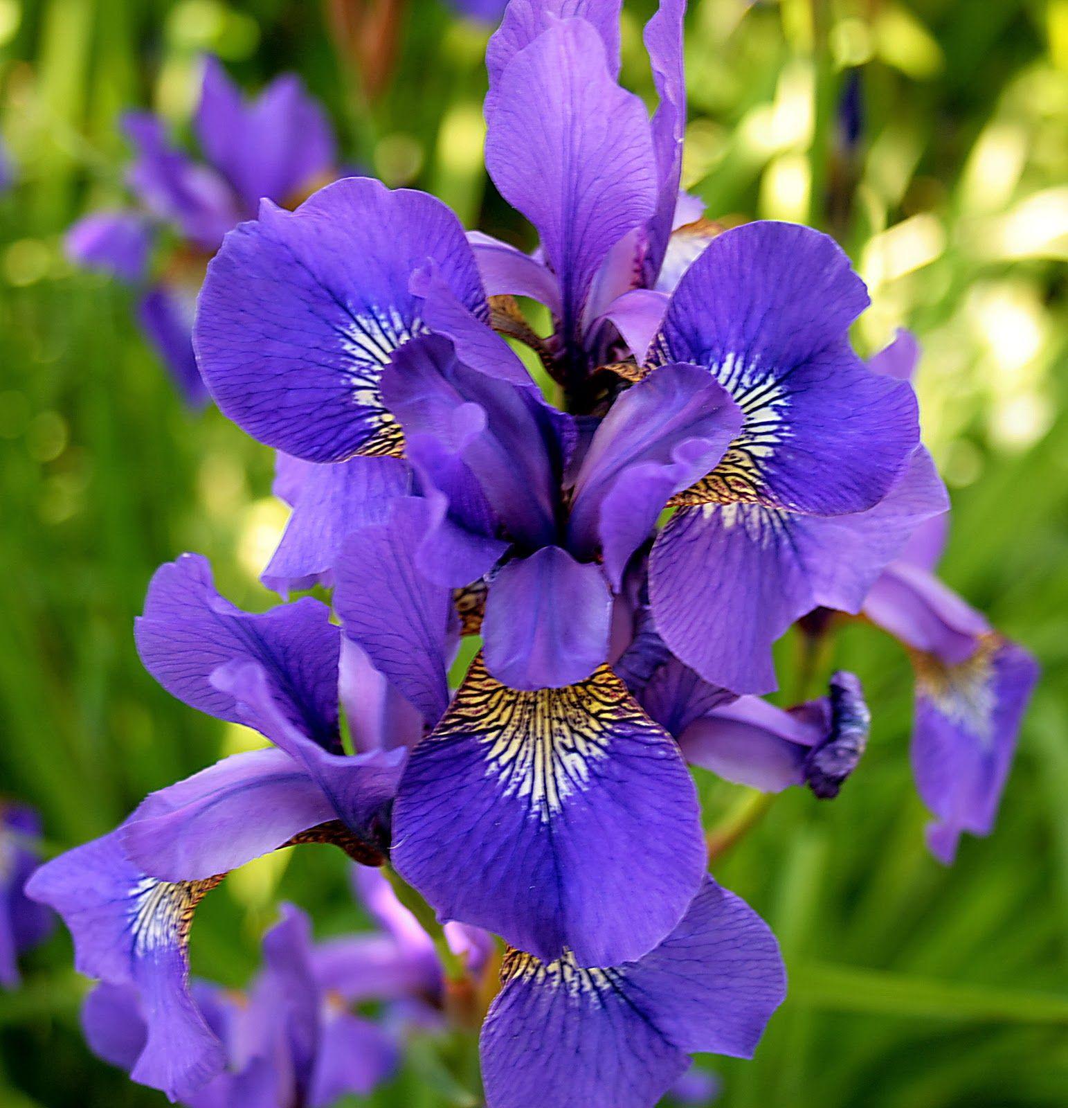 Blue Iris Wallpapers - Top Free Blue Iris Backgrounds - WallpaperAccess