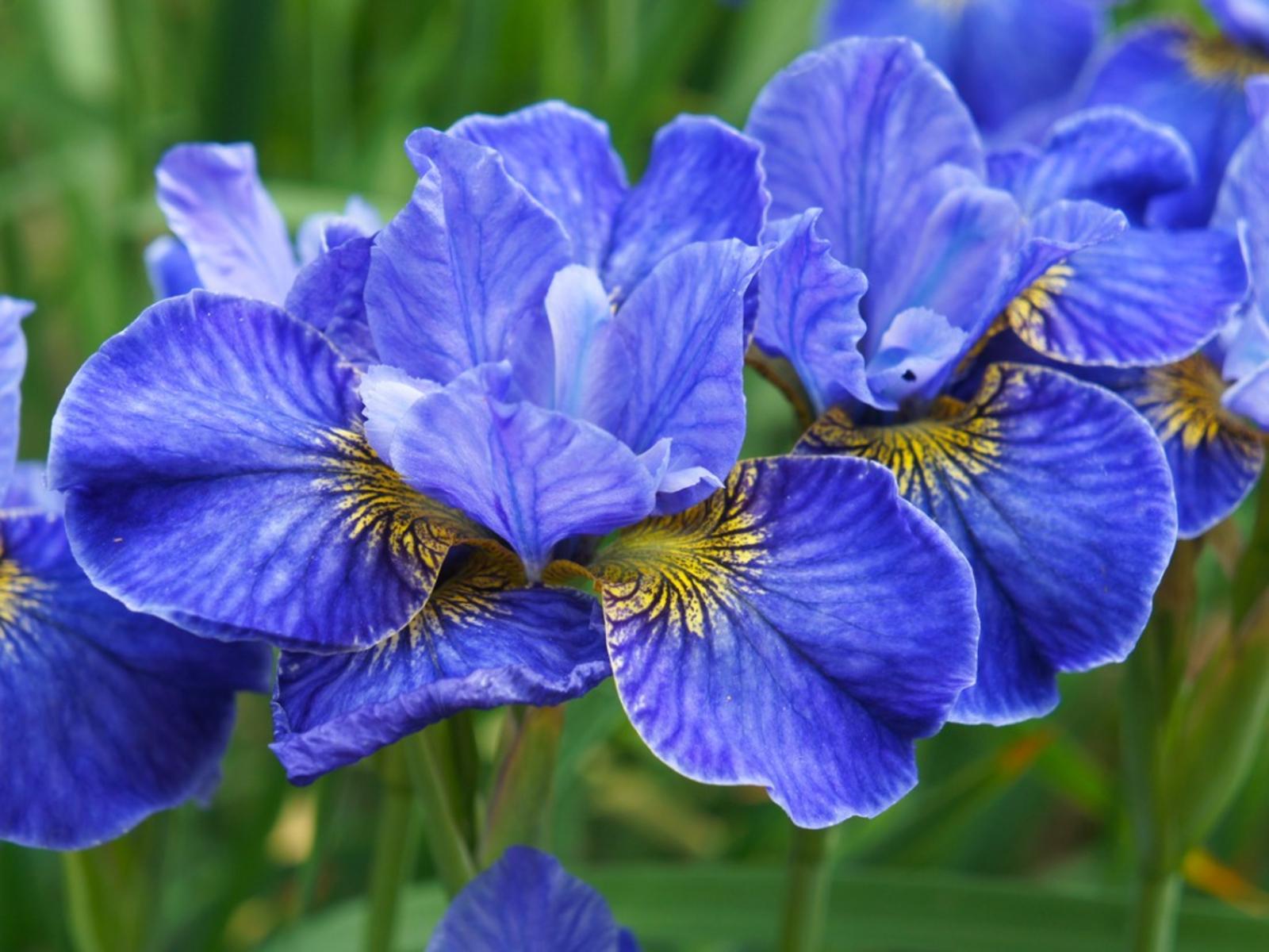 Blue Iris Wallpapers Top Free Blue Iris Backgrounds Wallpaperaccess 8678