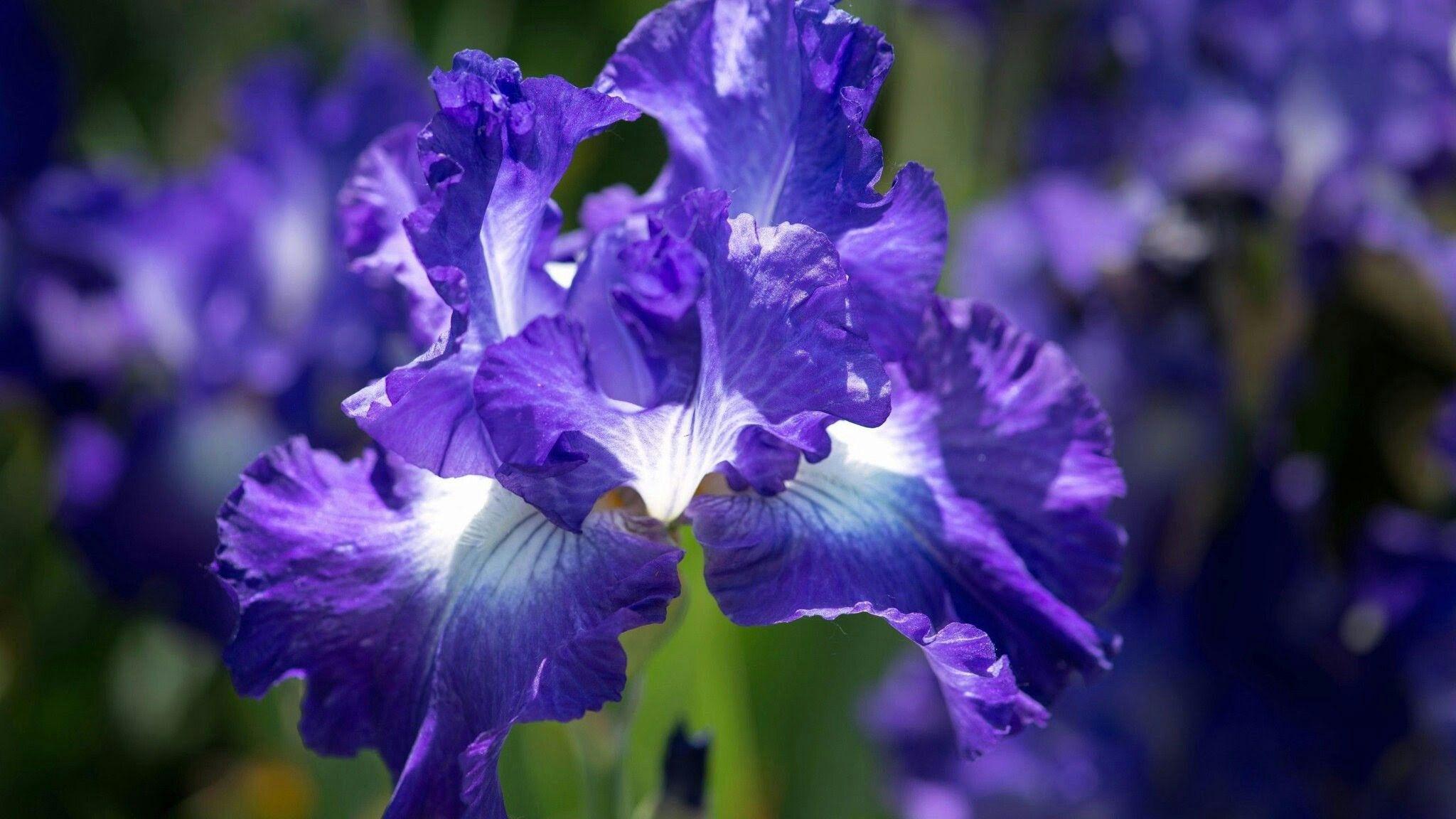 Blue Iris Wallpapers Top Free Blue Iris Backgrounds Wallpaperaccess 2130