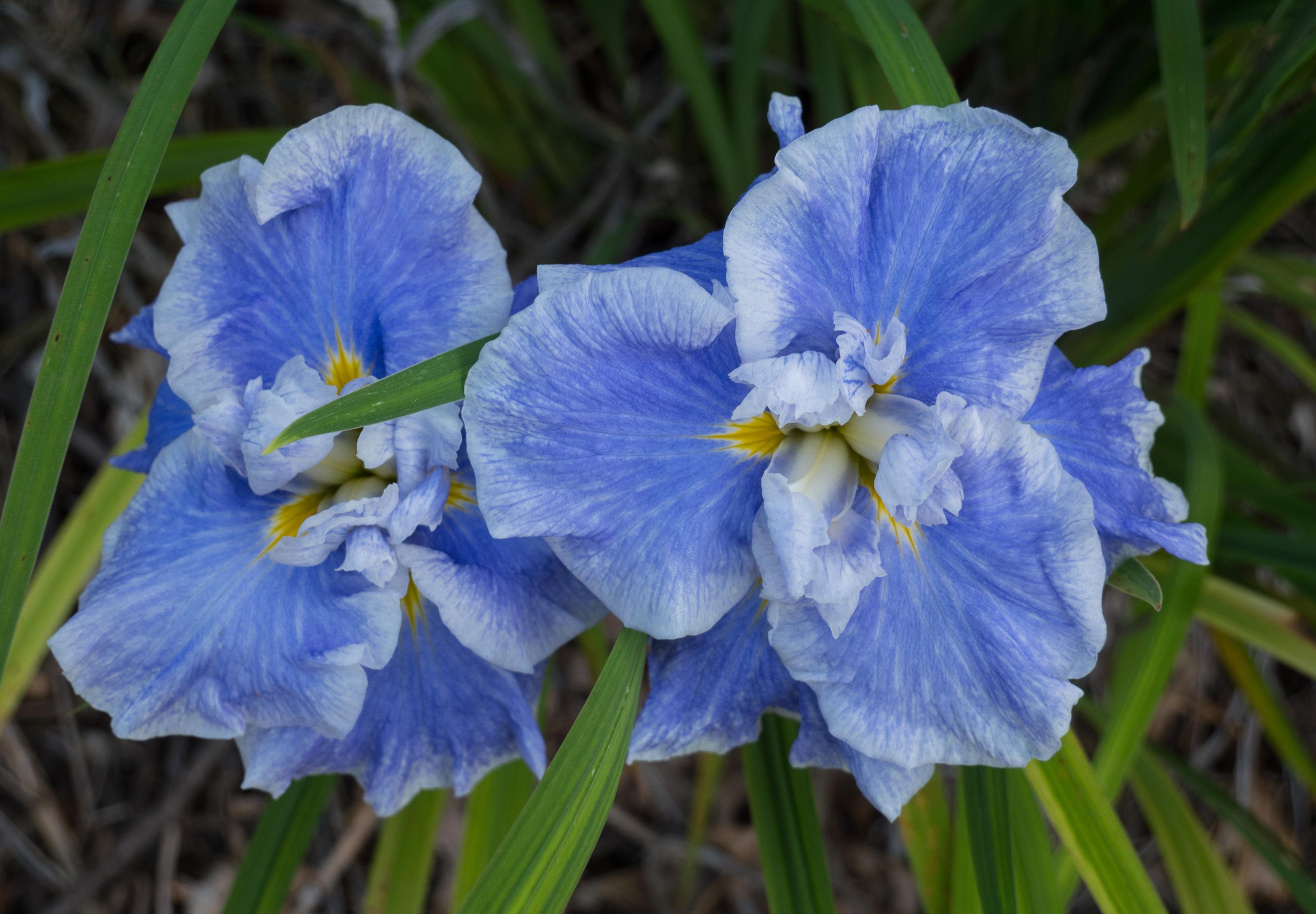 Blue Iris Wallpapers - Top Free Blue Iris Backgrounds - WallpaperAccess