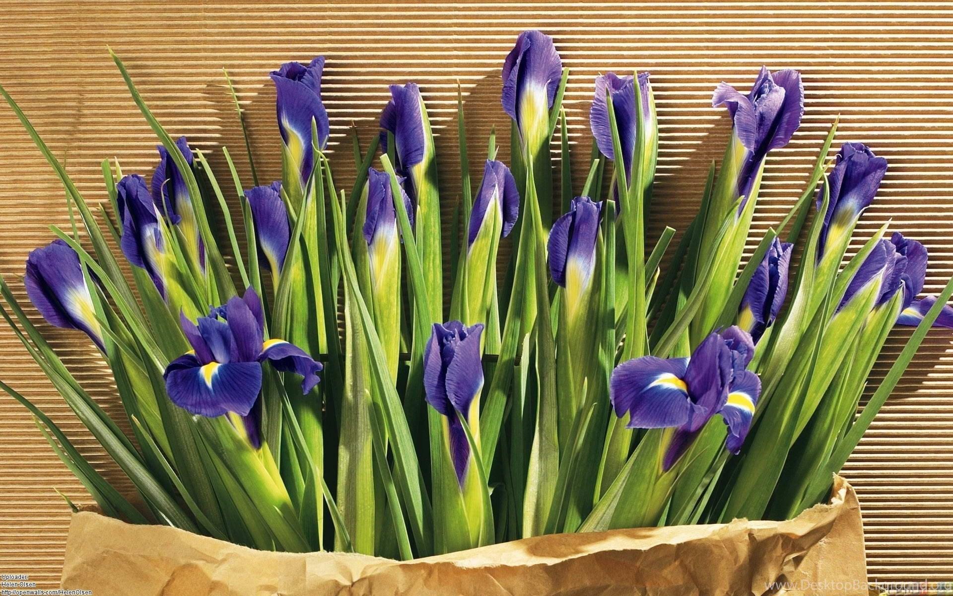 Blue Iris Wallpapers - Top Free Blue Iris Backgrounds - WallpaperAccess