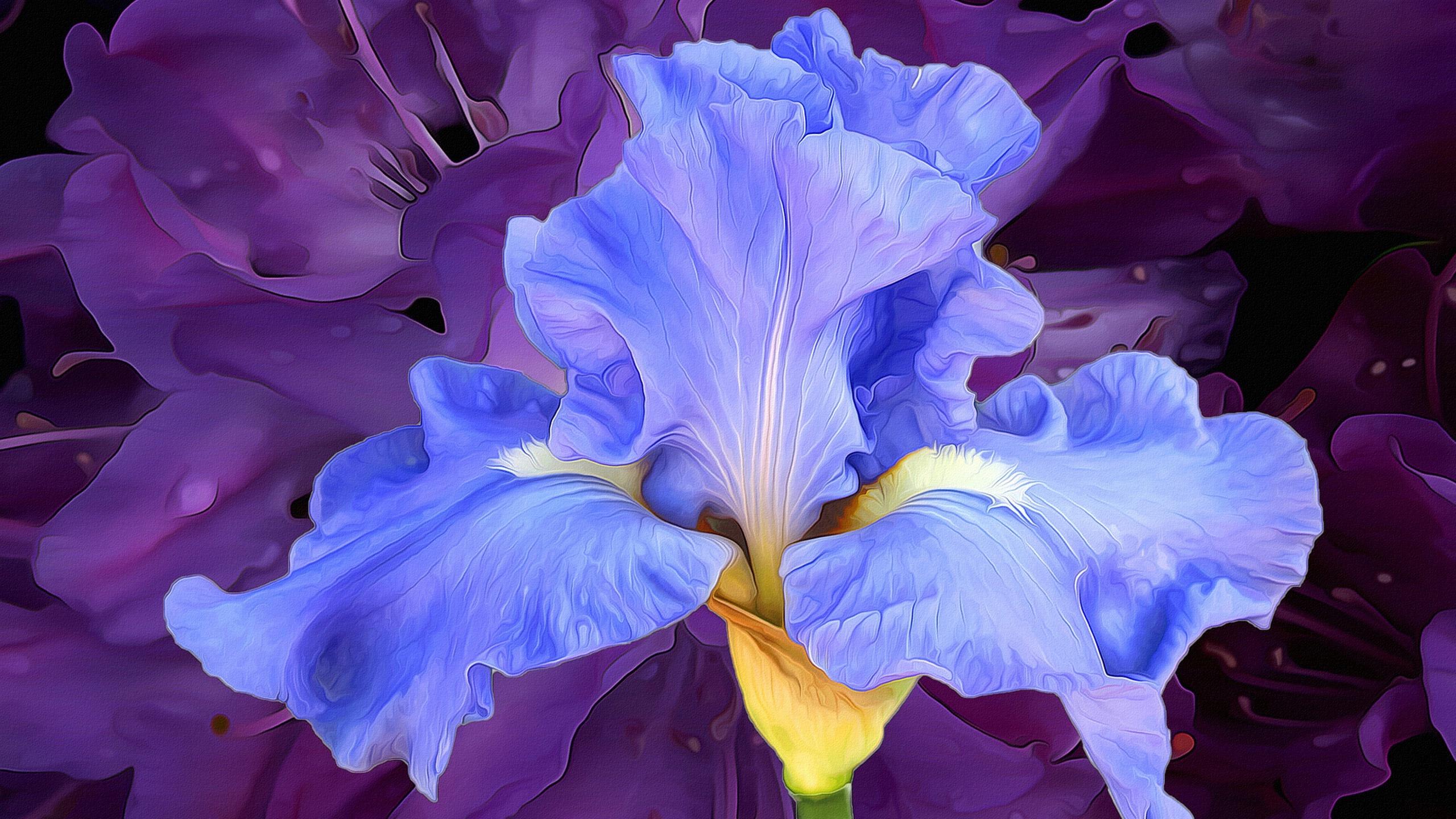 Blue Iris Wallpapers - Top Free Blue Iris Backgrounds - WallpaperAccess