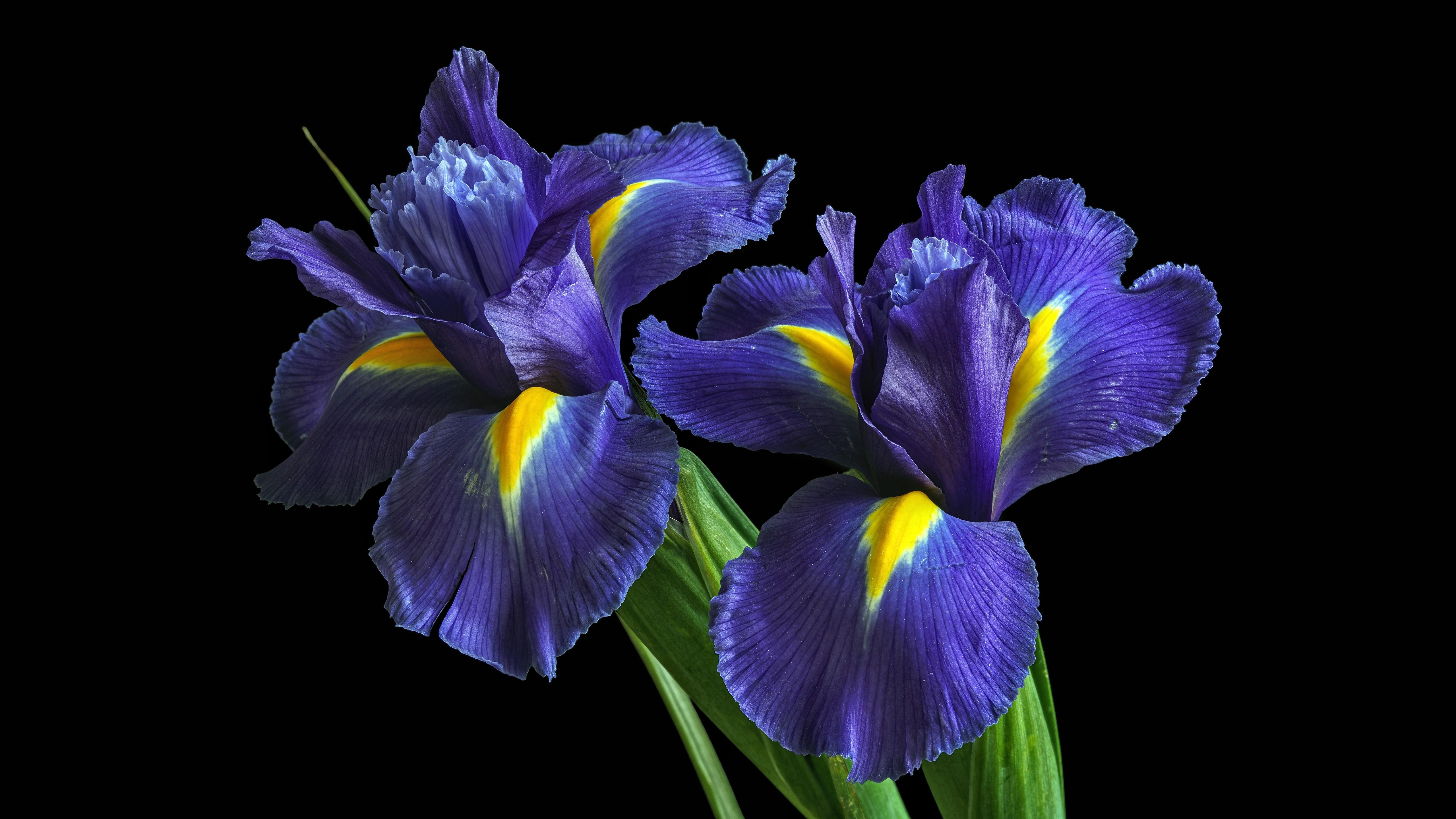 Blue Iris Wallpapers Top Free Blue Iris Backgrounds Wallpaperaccess 8612