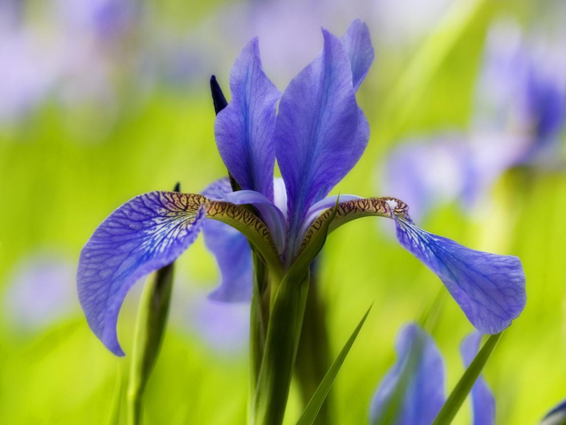 Blue Iris Wallpapers Top Free Blue Iris Backgrounds Wallpaperaccess 3347