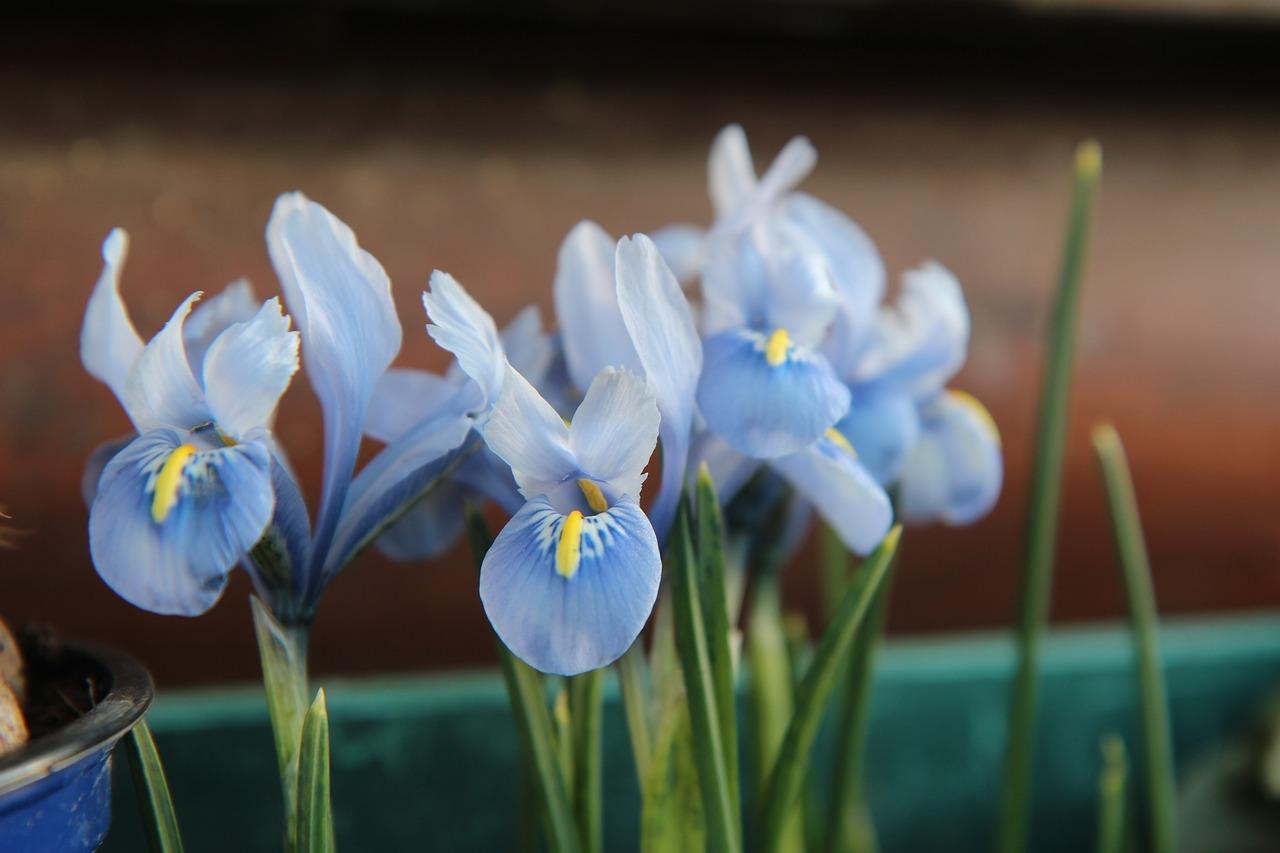 Blue Iris Wallpapers - Top Free Blue Iris Backgrounds - WallpaperAccess