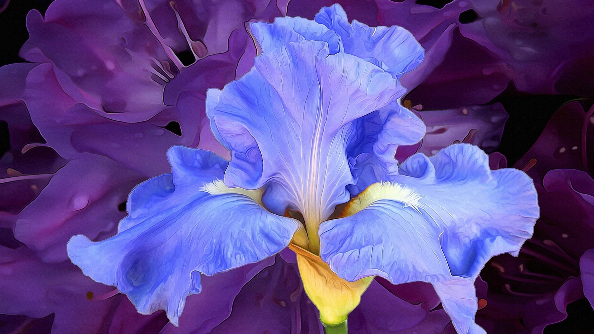 Blue Iris Wallpapers Top Free Blue Iris Backgrounds Wallpaperaccess 9549