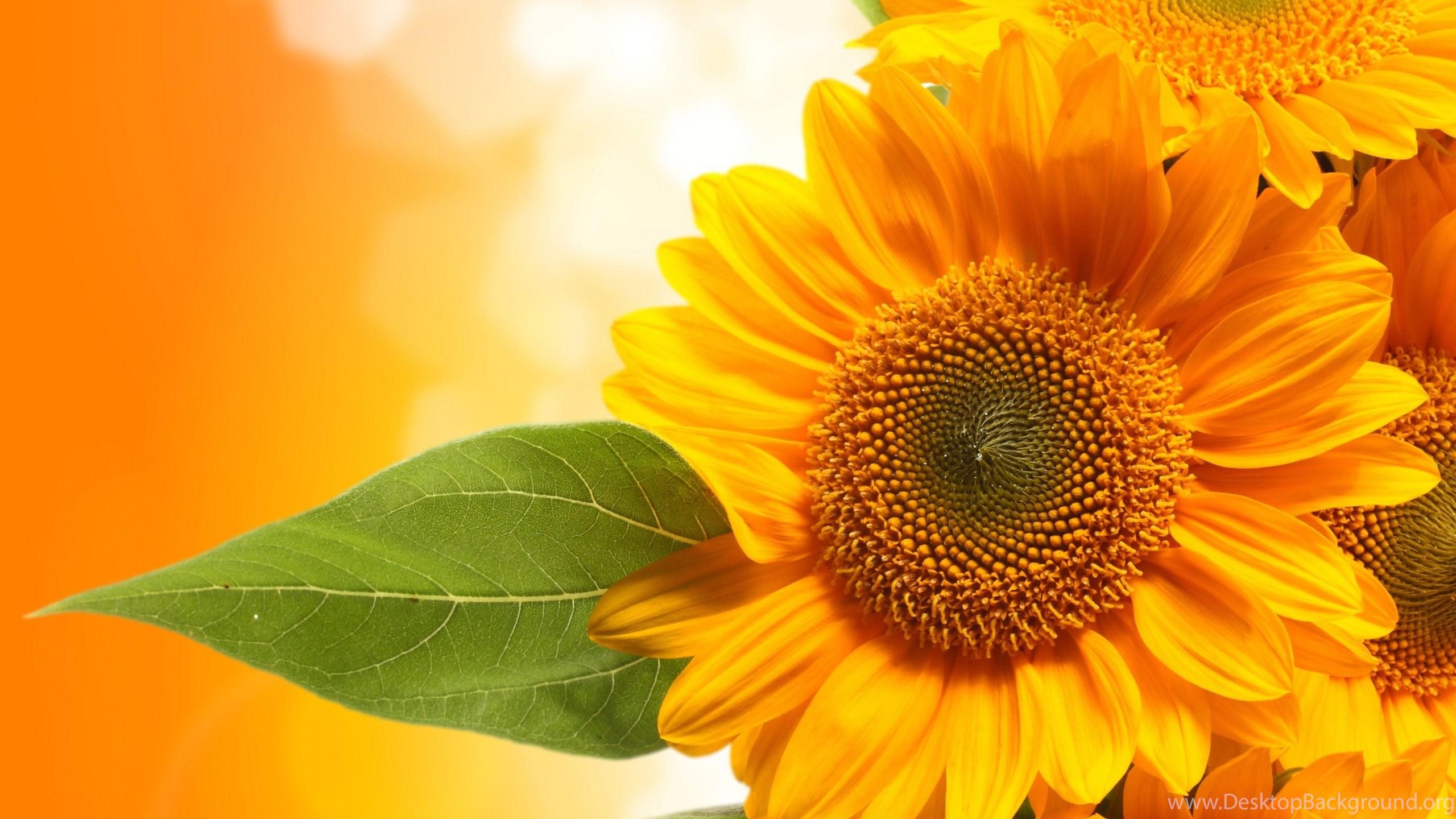 2560x1440 Download Free Modern Sunflower Background The Wallpaper 2560x1600. Desktop Background