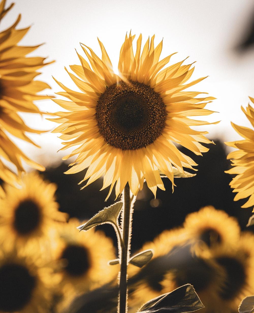 1000x1229 Sunflower Picture [HQ]. Download Free Image