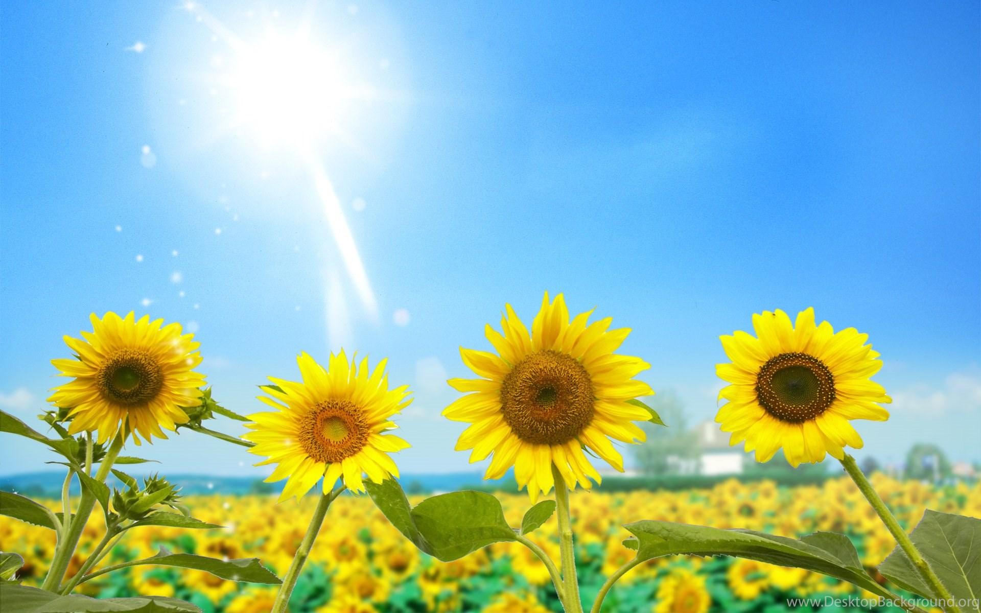 1920x1200 Download Free Modern Sunflower Background The Wallpaper 2560x1600. Desktop Background
