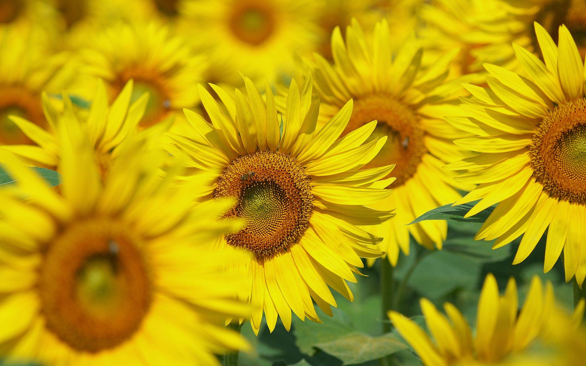 1920x1200 Sunflower