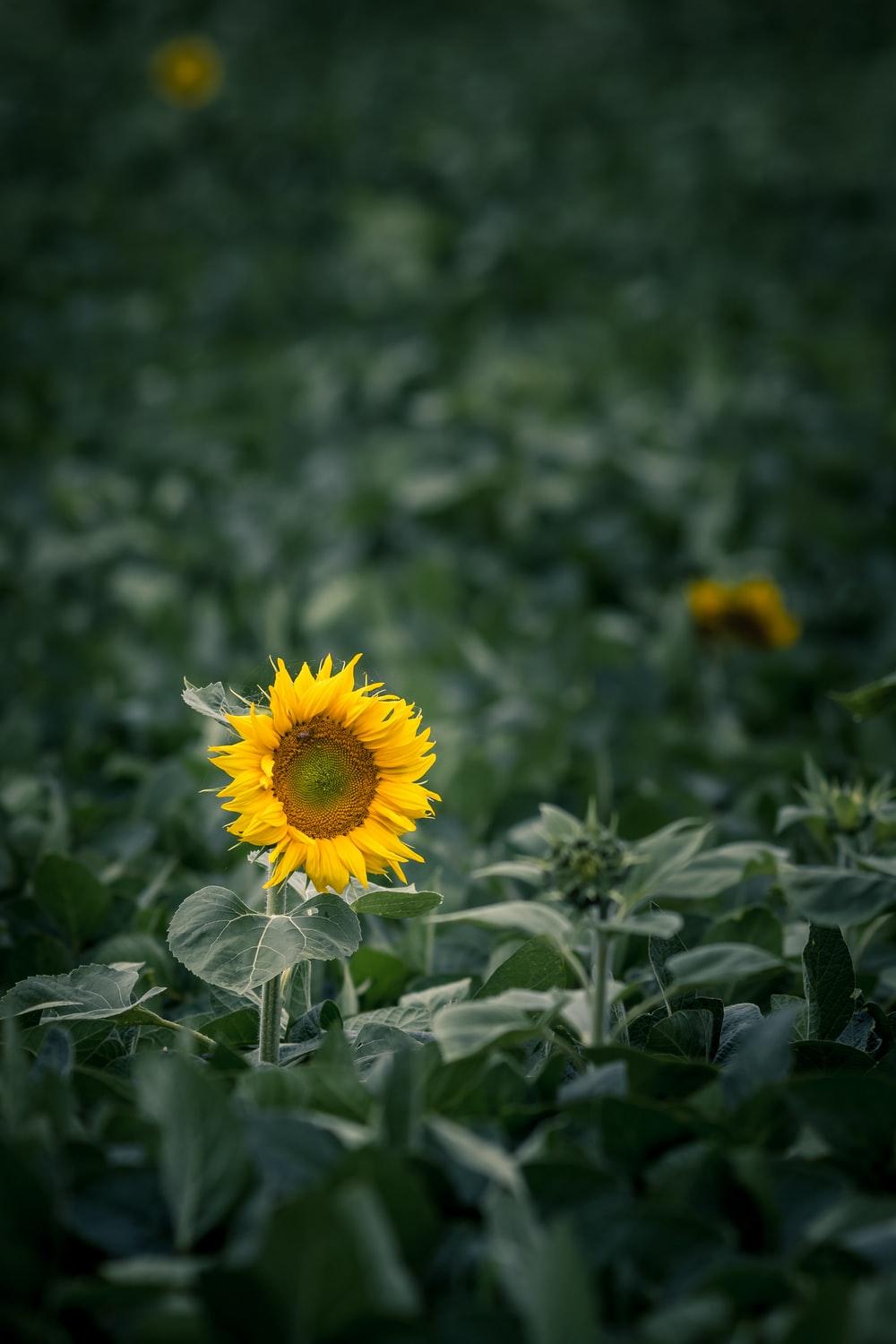 1000x1500 shallow focus photography of yellow sunflower photo