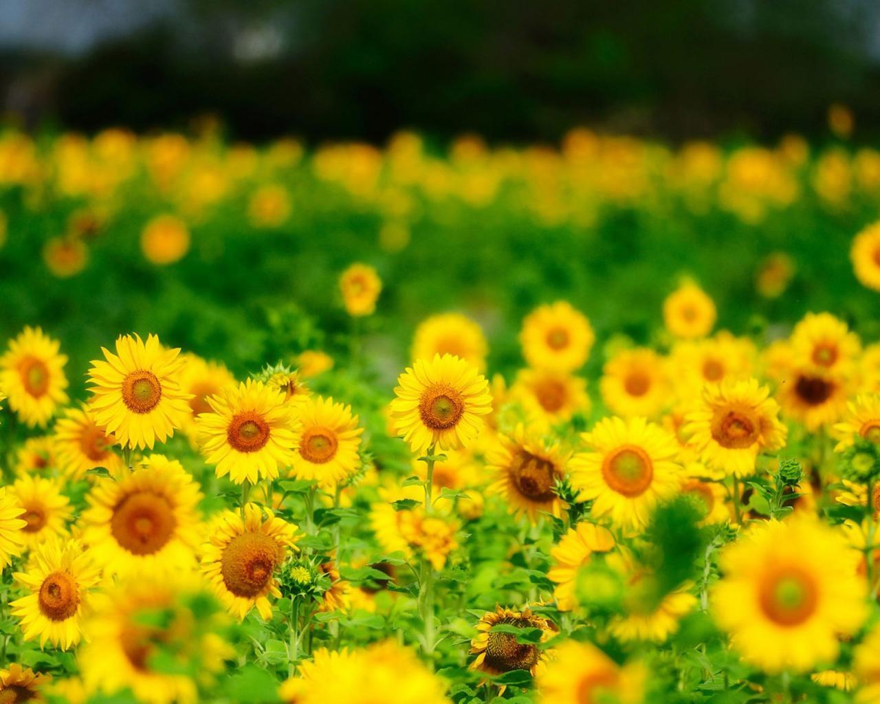 1280x1024 Yellow field full with sunflowers