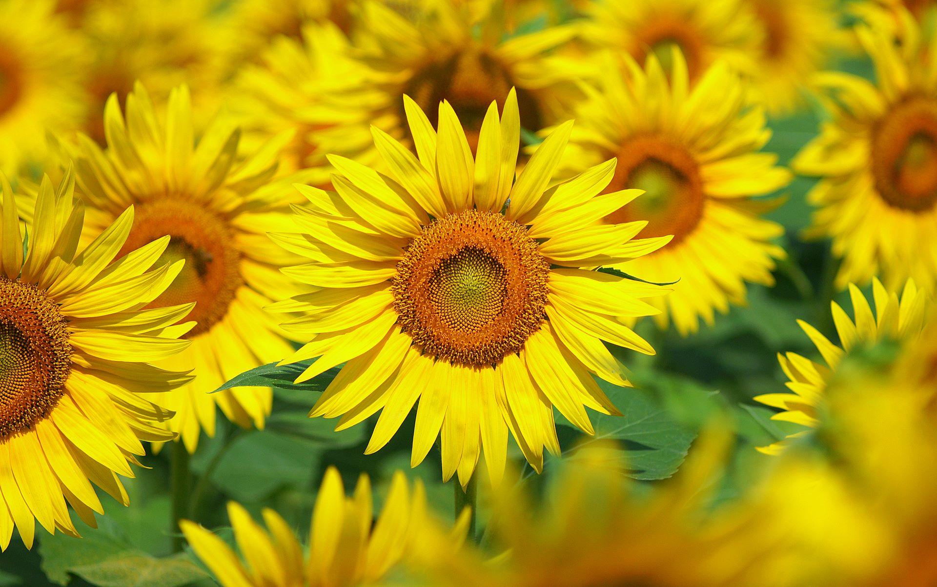 1920x1203 sunflower