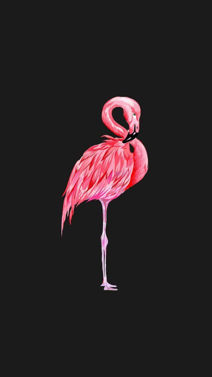 736x1308 Wallpaper flamingo The post Wallpaper flamingo appeared first on Wallpaper. - #Fondosbellosparaiphone #Fondosde. Flamingo wallpaper, Flamingo, Flamingo picture