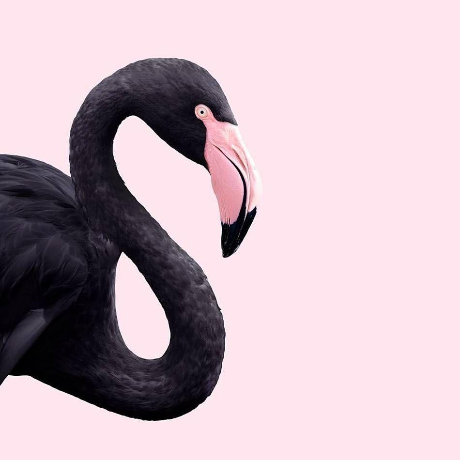 950x950 Black flamingo #graphicart. Flamingo wallpaper, Flamingo, Flamingo art