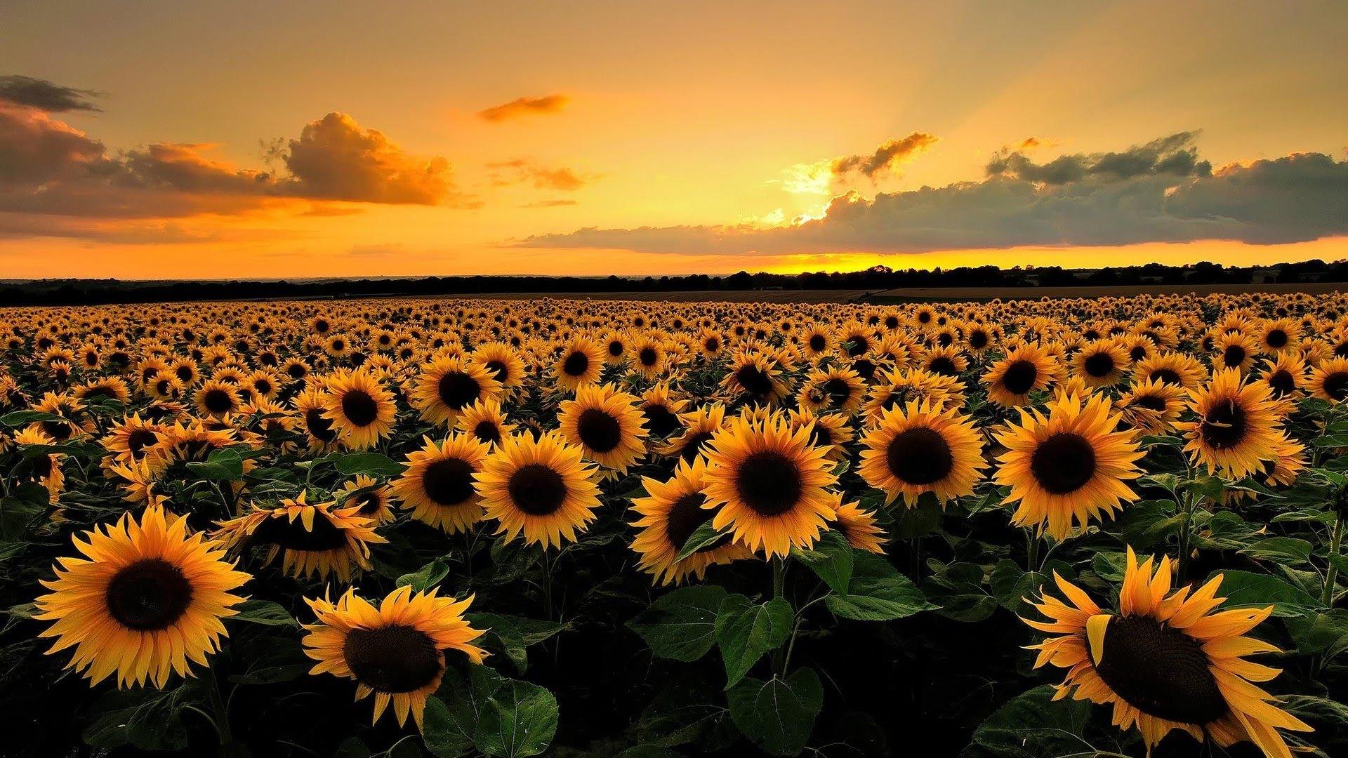 1920x1080 Divest Day 16 of 21: From Scarcity to Abundance for Peace