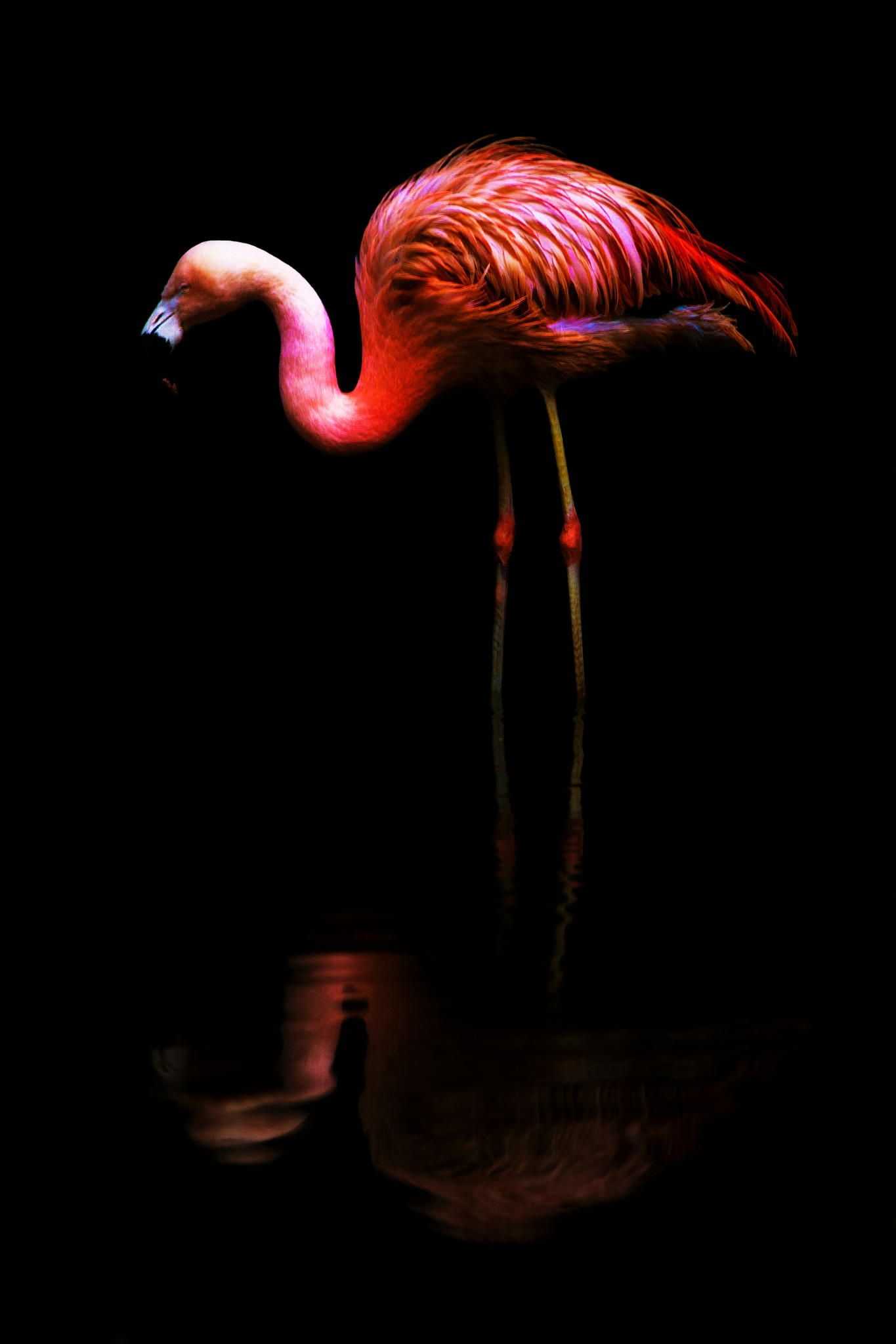 1365x2048 Phone Flamingo Wallpaper