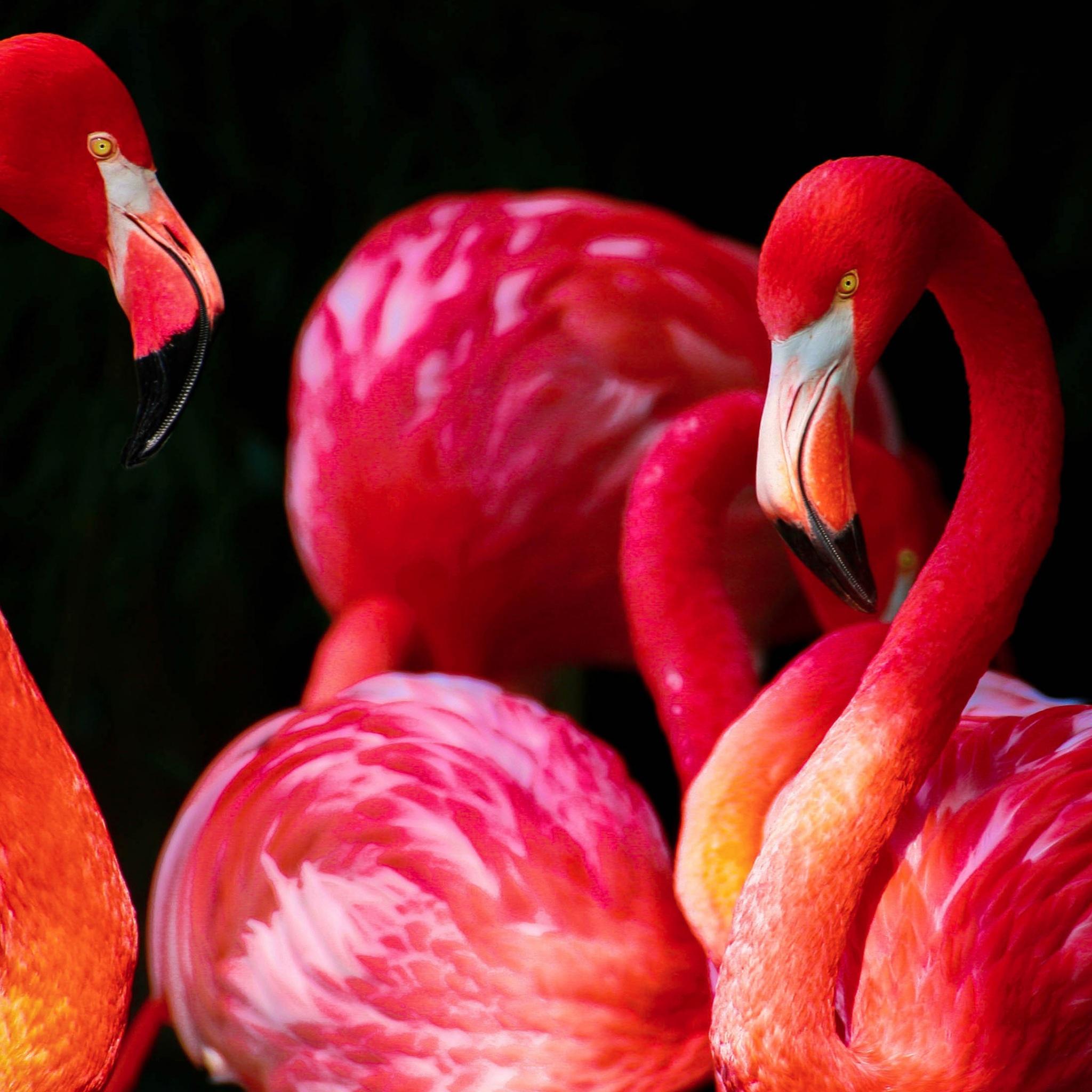2048x2048 Wallpaper 4k Flamingos Wallpaper