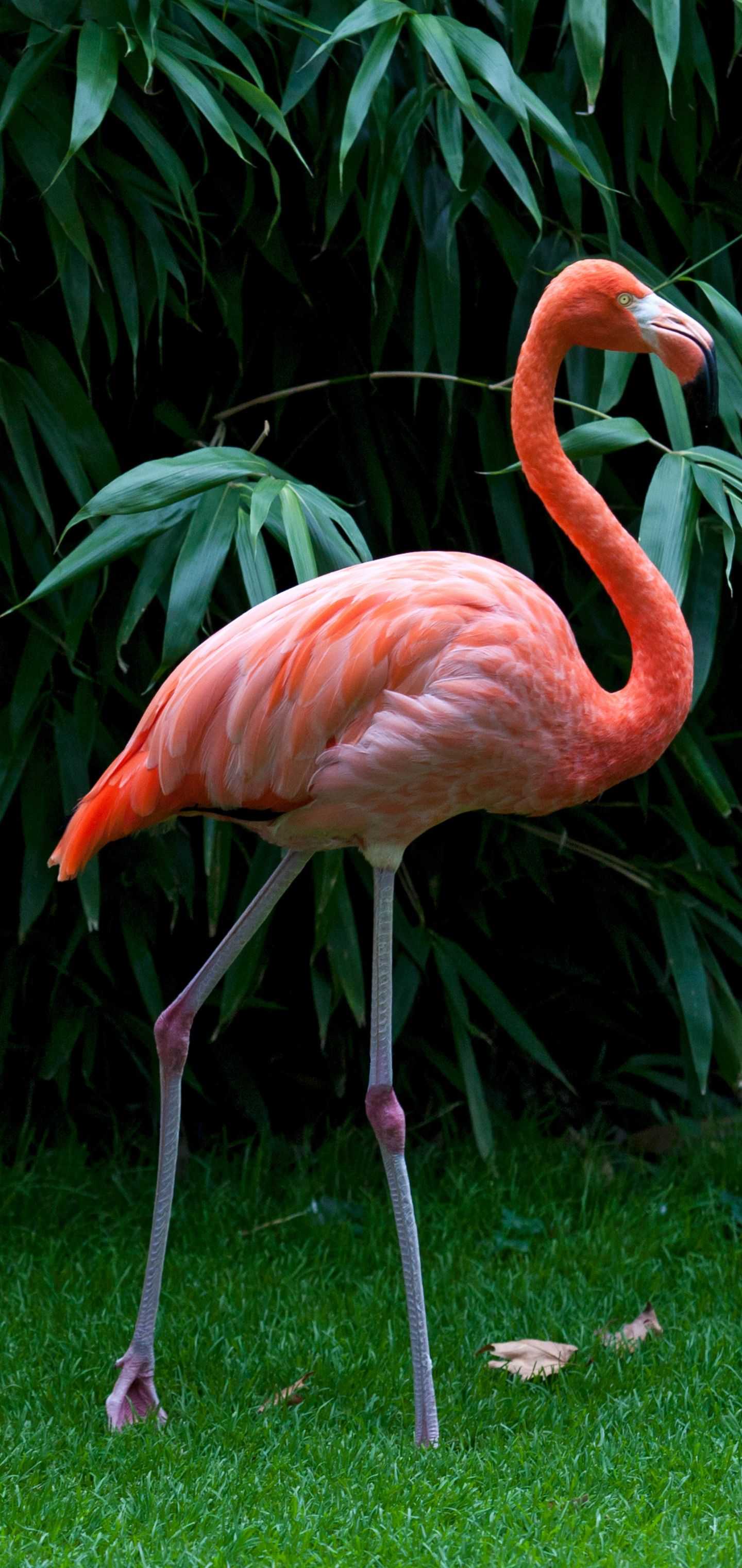 1440x3040 Flamingo Wallpaper