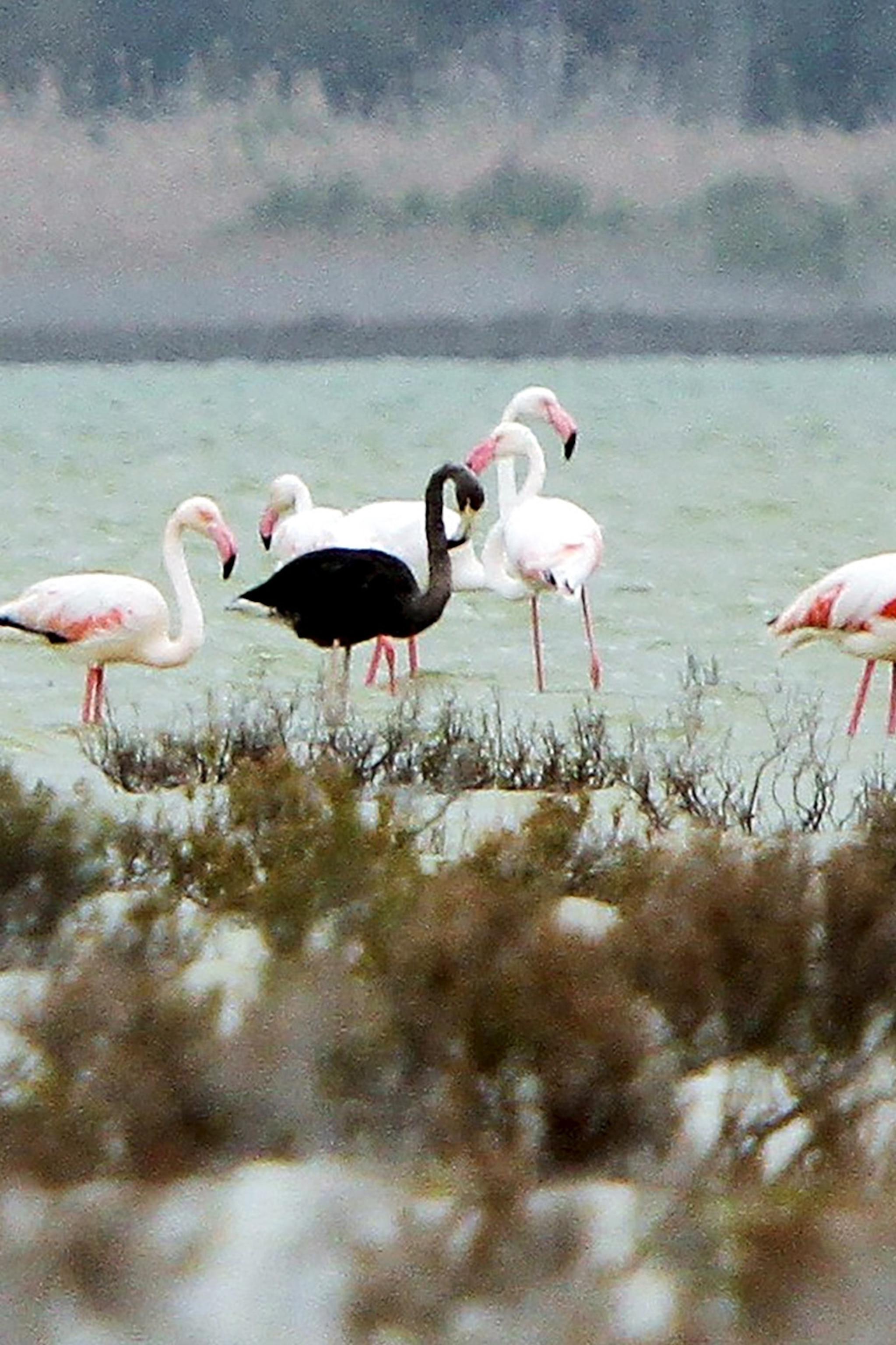 2047x3072 Ultra Rare Black Flamingo Spotted In Cyprus