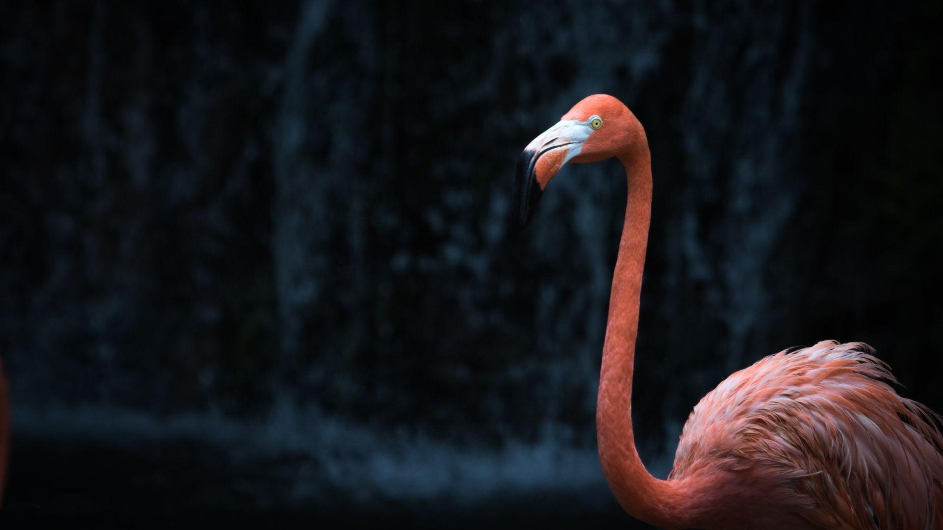 1920x1080 Flamingo Wallpaper Flamingo Background Download