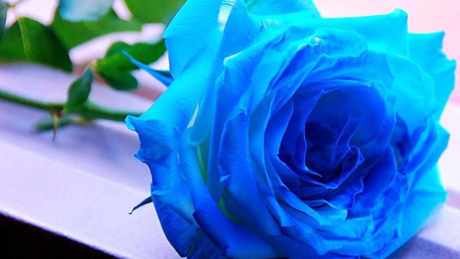 1920x1080 Blue Roses Wallpaper
