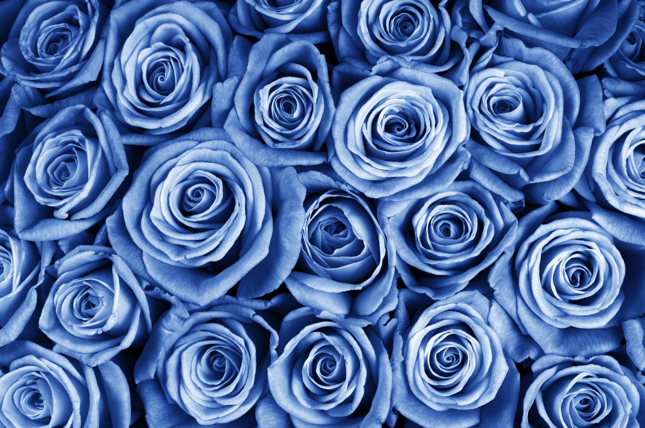 Light Blue Roses Wallpapers - Top Free Light Blue Roses Backgrounds ...