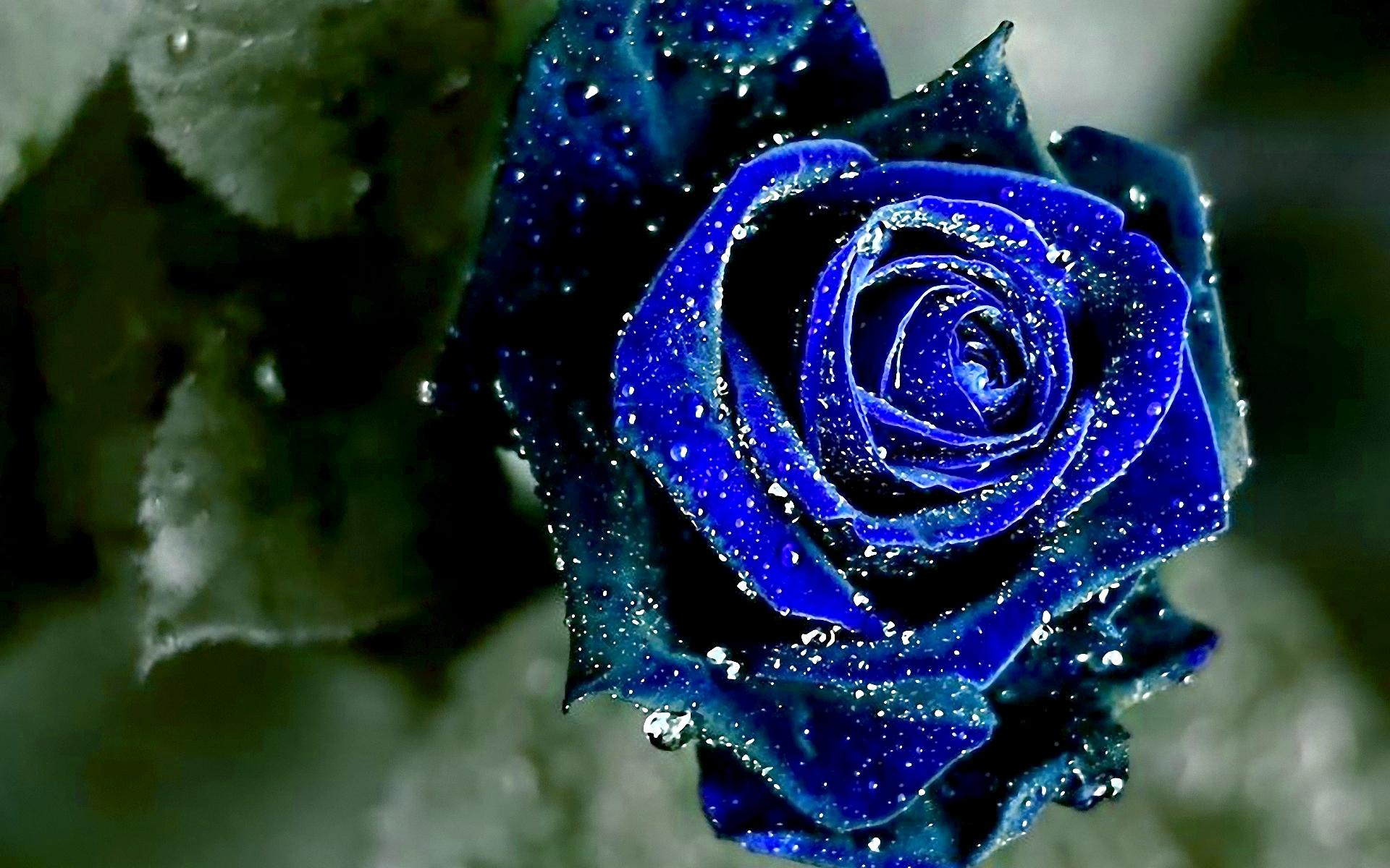 1920x1200 Blue Roses 29659 1920x1200px